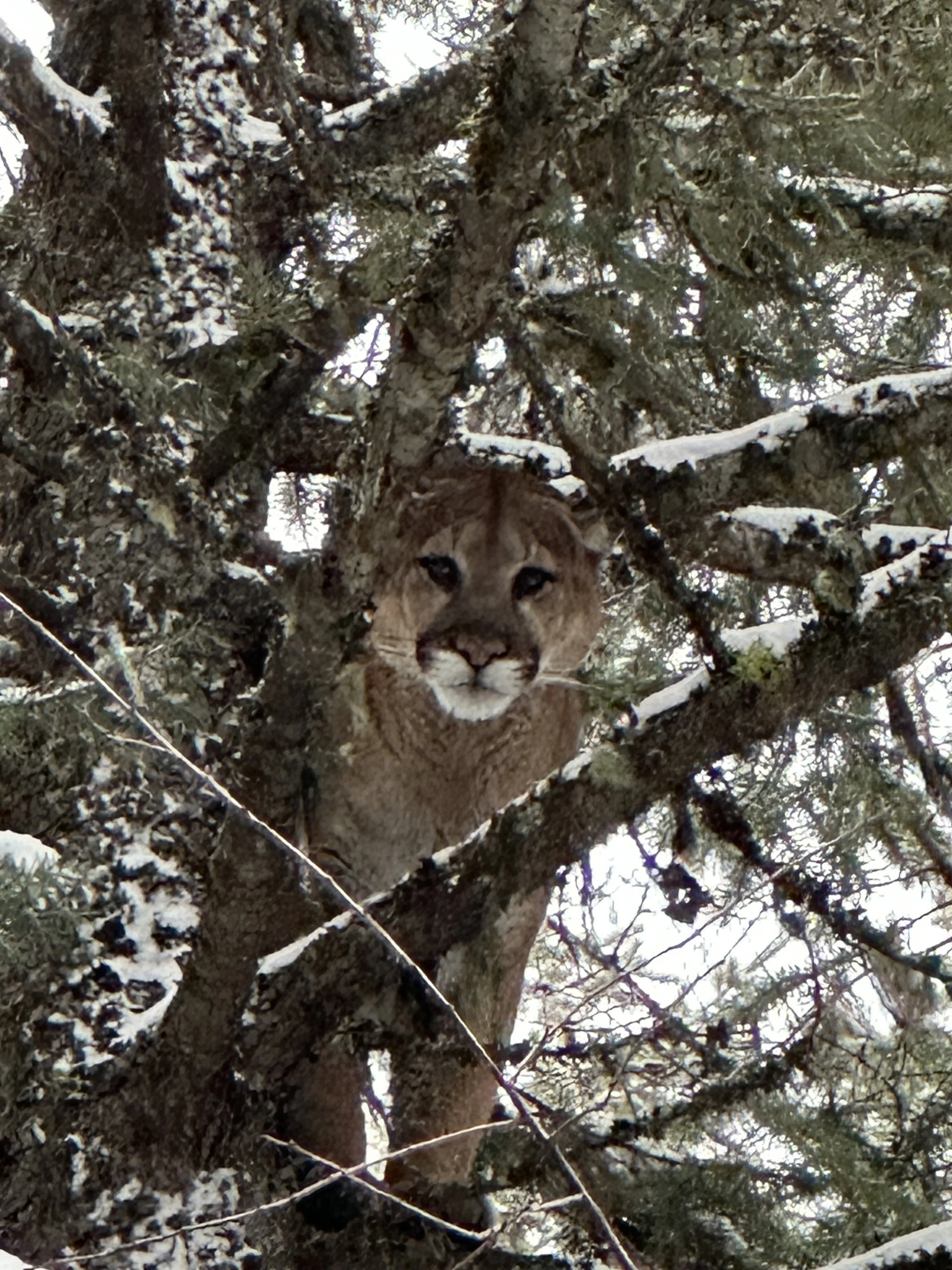 A mountain lion peeking through snow-covered tree branches in a forest.