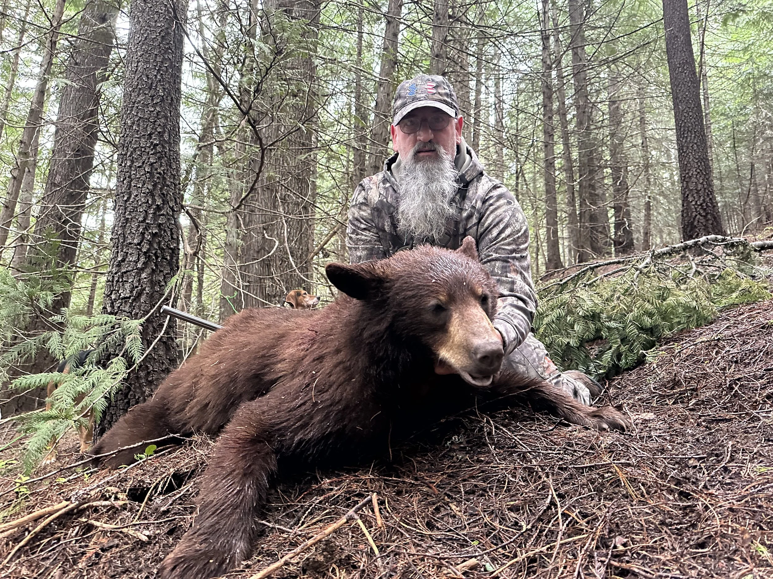 A man with a gray beard and camouflage clothing squats next to a large, lifeless brown bear lying on forest ground with tall trees and green foliage in the background.