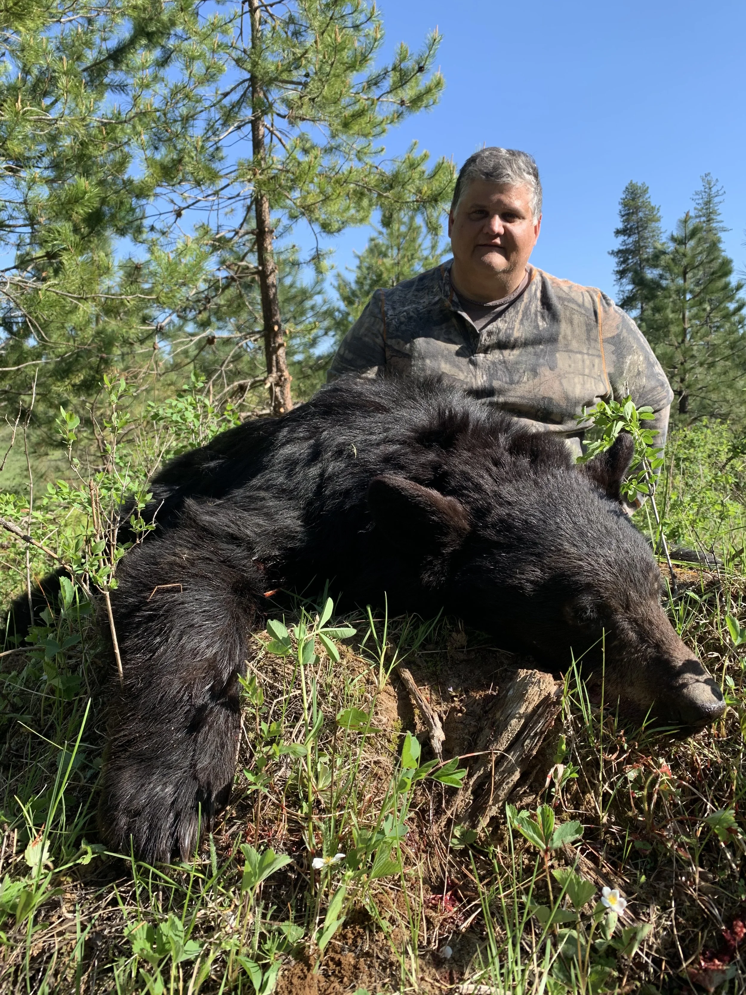 A man in camouflage clothing sitting behind a large, dead black bear in a forested area with pine trees and green foliage under a clear blue sky.