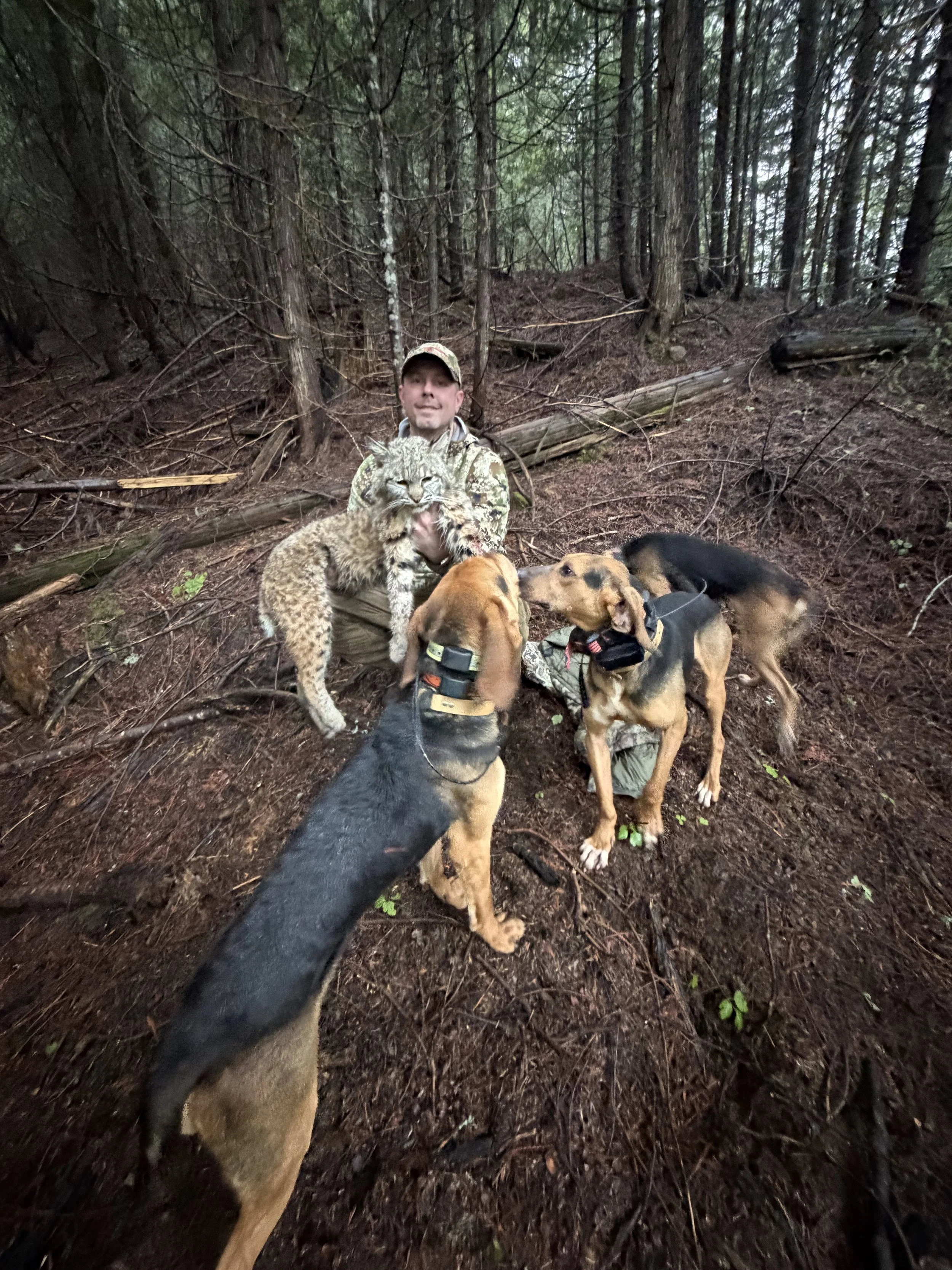 A man dressed in camouflage clothing in a forest, holding a young mountain lion, with two dogs in front and a wooded background.