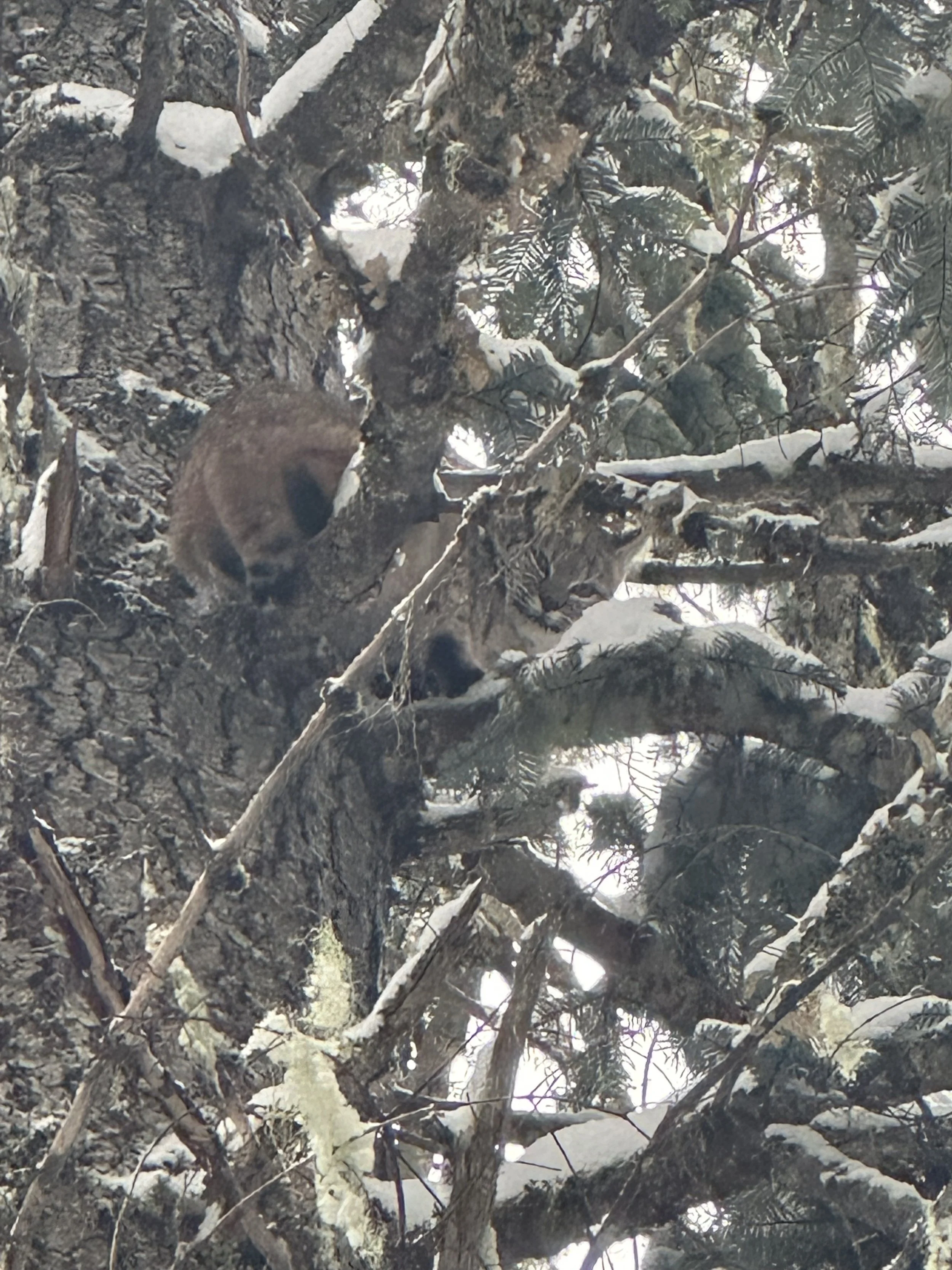 A cougar hiding among snow-covered tree branches in a winter forest.