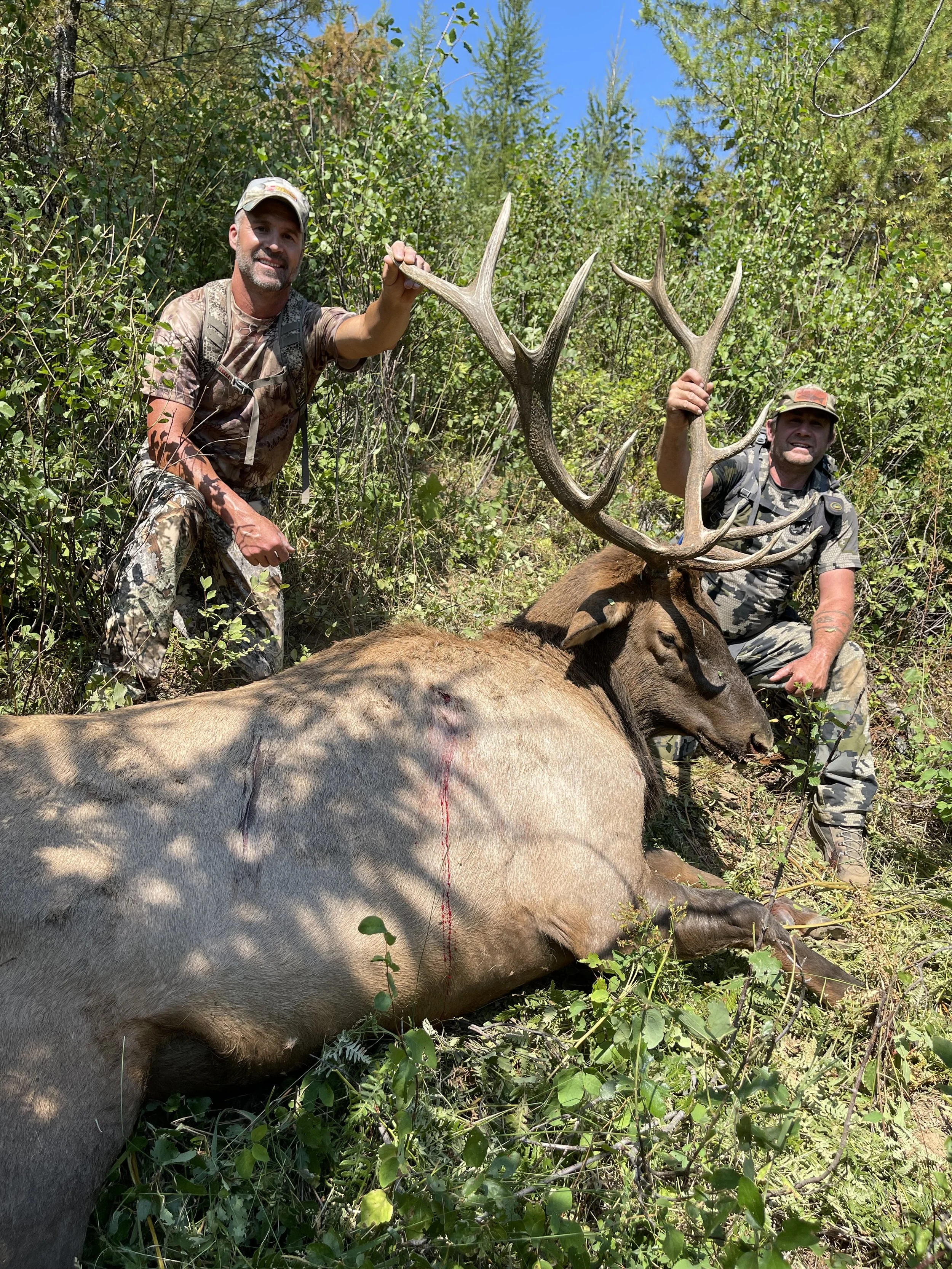 Two hunters in camouflage clothing kneeling next to a large, freshly killed elk with large antlers, lying on the ground in a forested area with green foliage and blue sky.