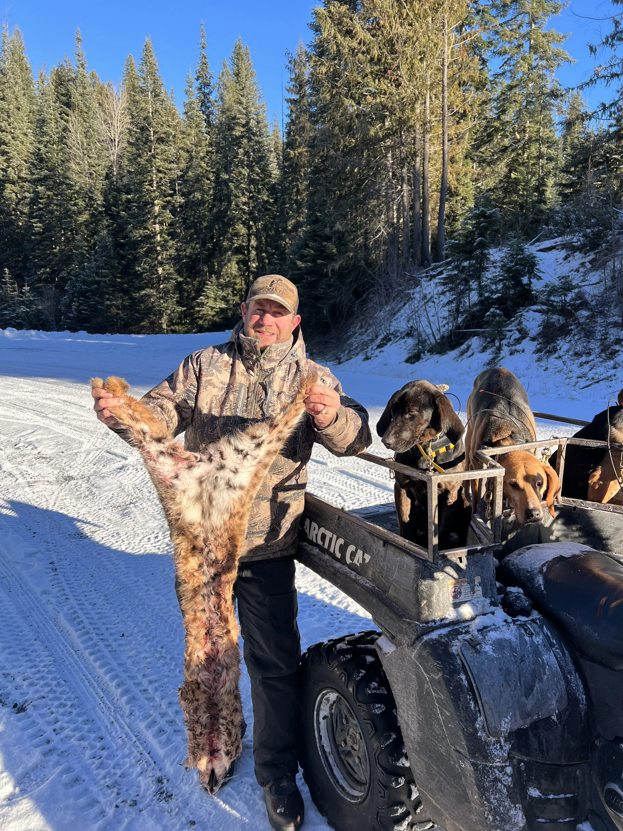 Man in camouflage hunting jacket holding a freshly caught animal, possibly a coyote pup, next to a dog sled with several dogs tied to it on snow-covered ground surrounded by tall evergreen trees.