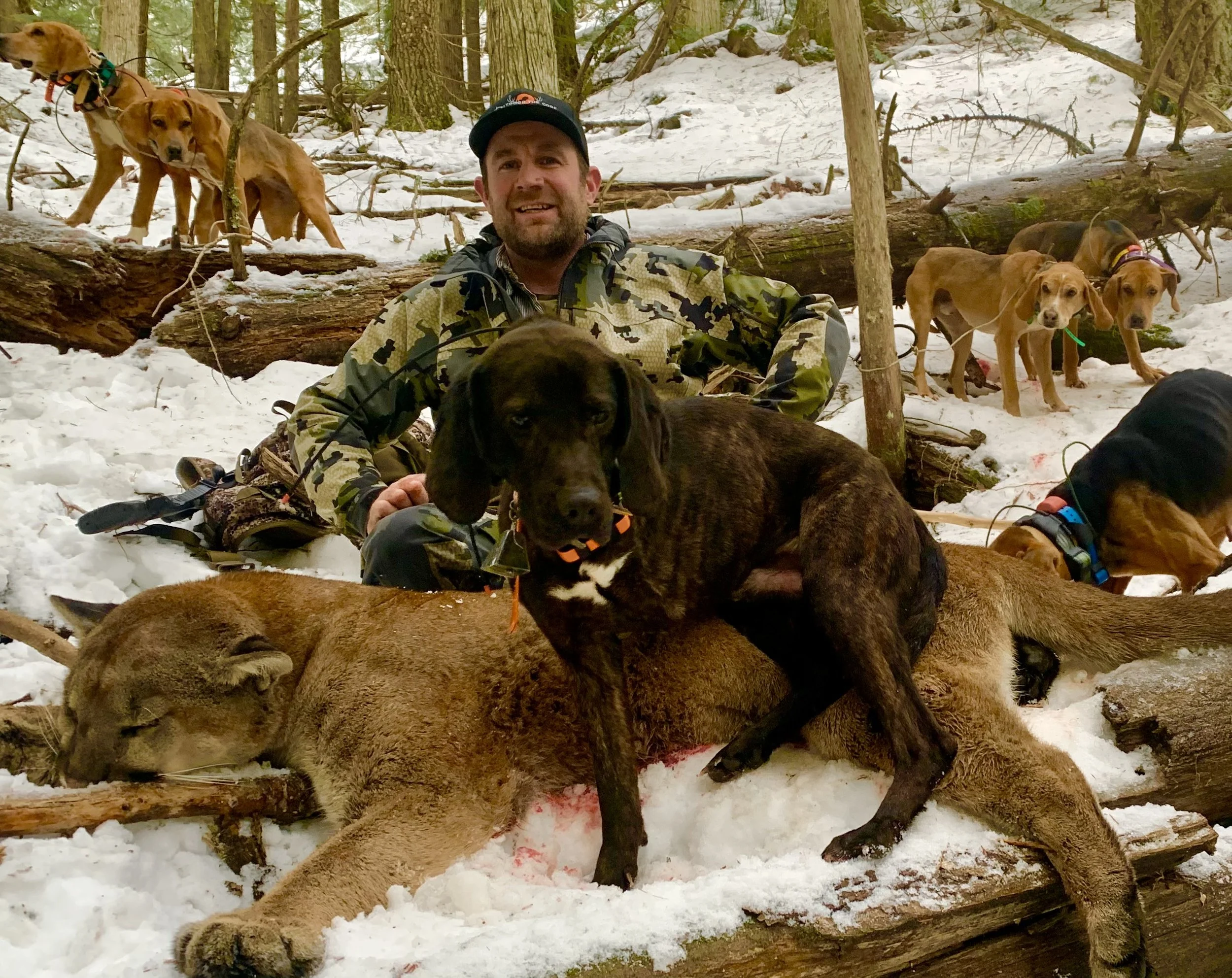 A man in camo clothing sitting on snow-covered ground in a forest surrounded by multiple hunting dogs, including a black and brown dog sitting on a large dead animal, likely a coyote or wolf, and a tan dog resting with its head on the animal's paw. O