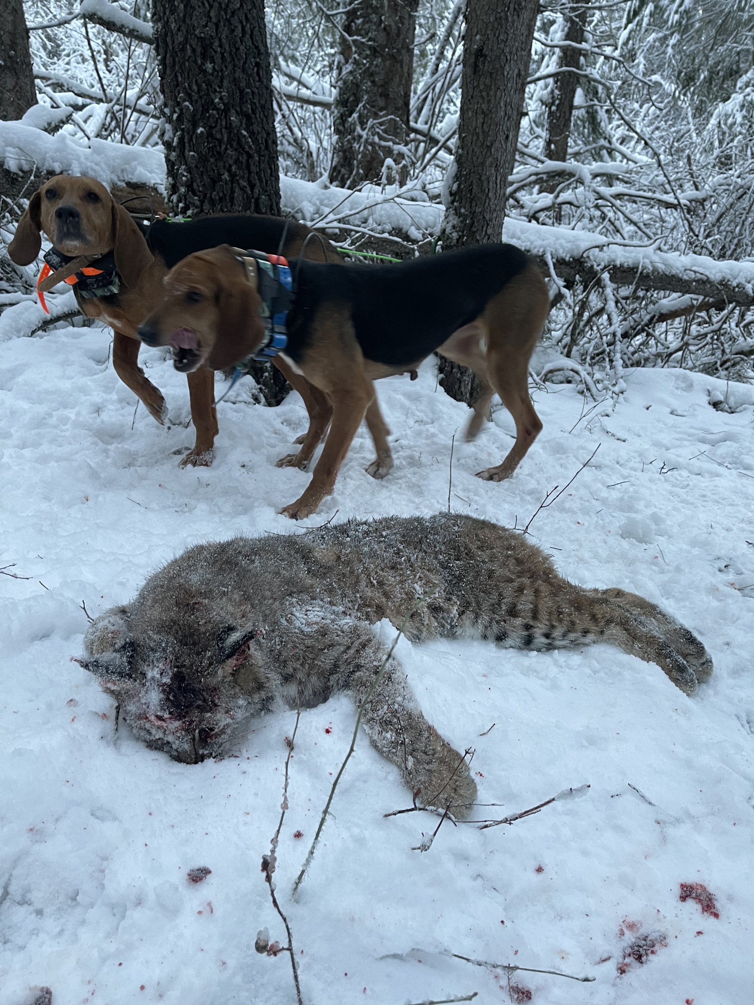 Two dogs standing over a bobcat in a snowy forested area.