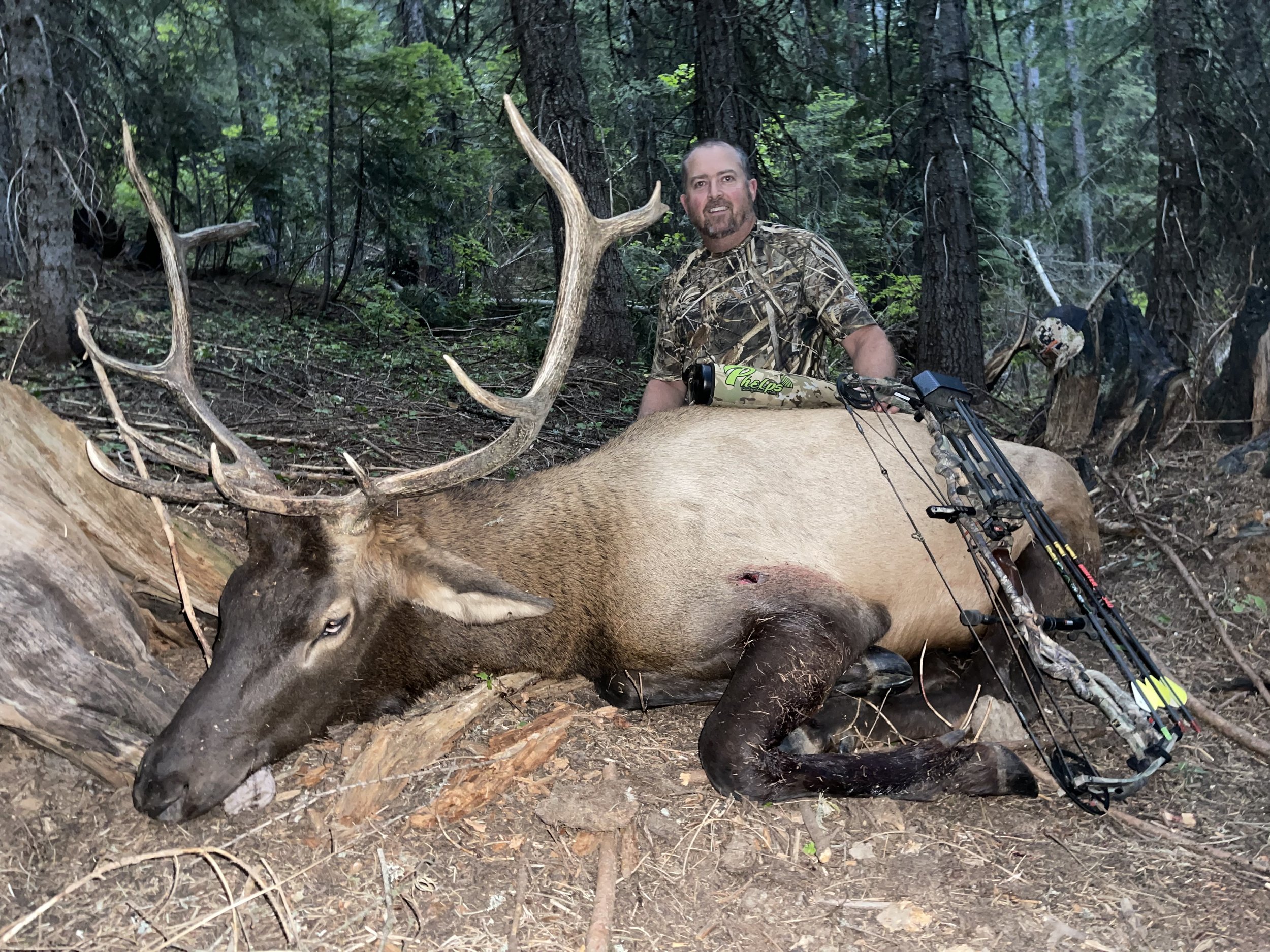A man dressed in camouflage gear sitting behind a large, dead elk with antlers, in a forested area.