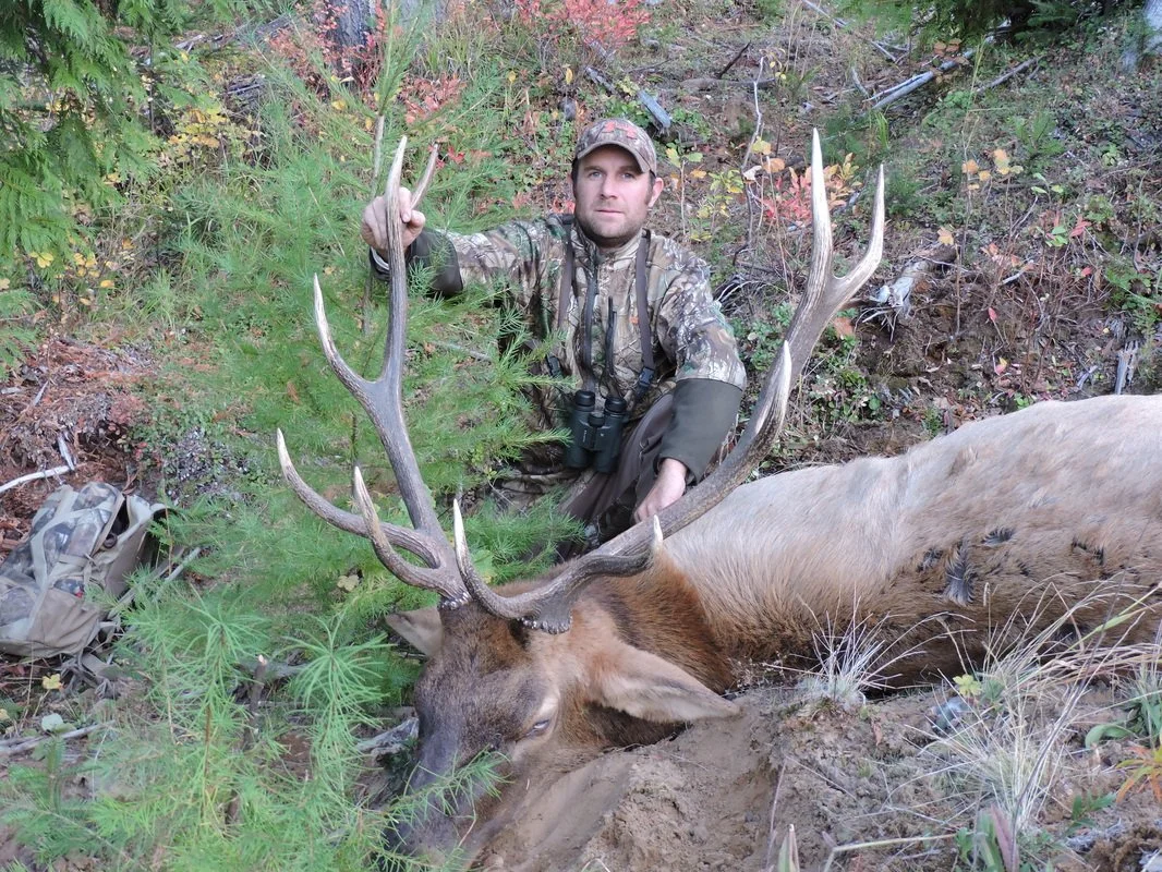 Man in camouflage hunting gear kneeling next to a large elk with big antlers in a forested area.