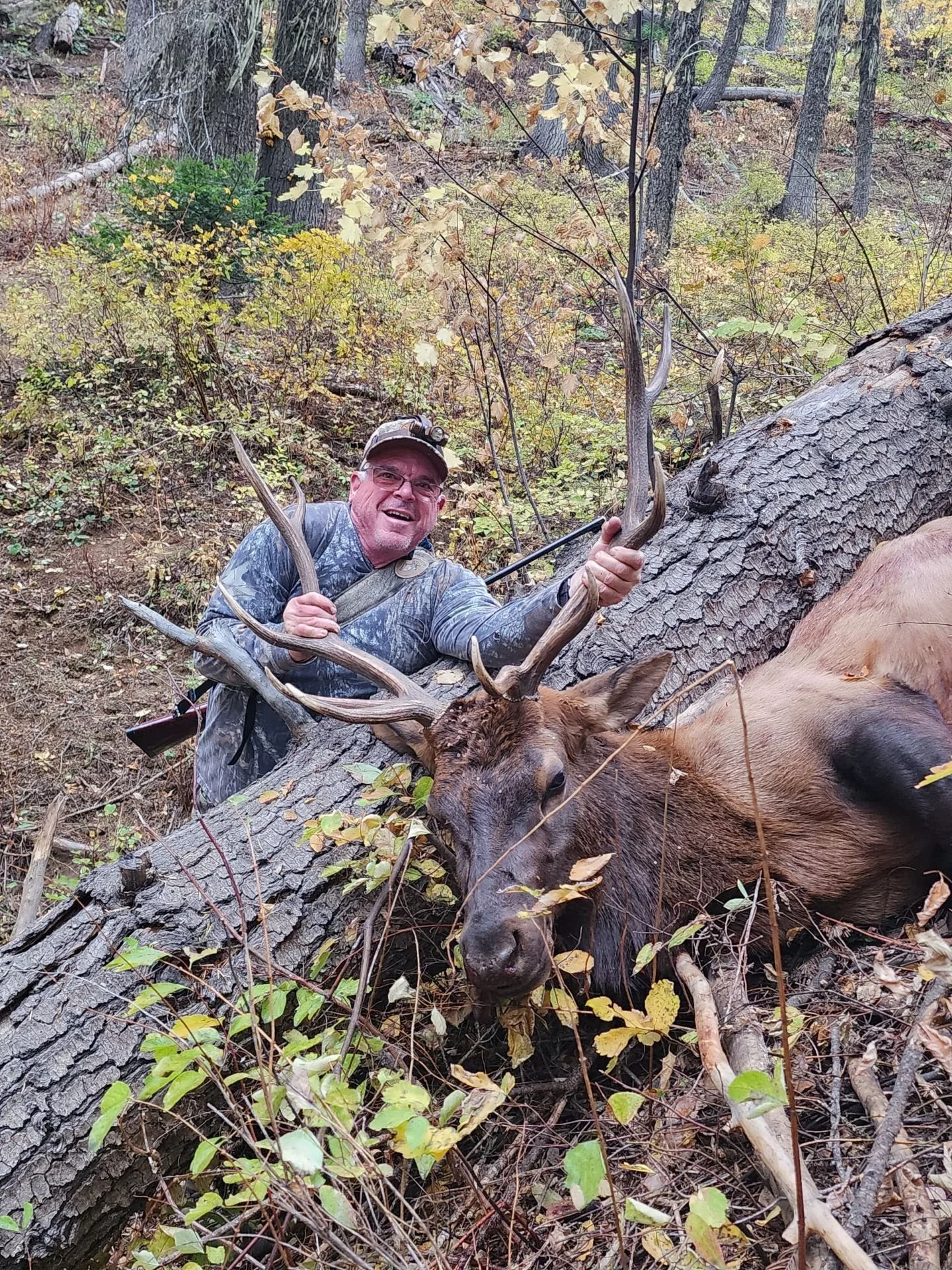 A man in camouflage clothing holding the antlers of a large elk that is lying on the ground in a forest with trees and bushes.