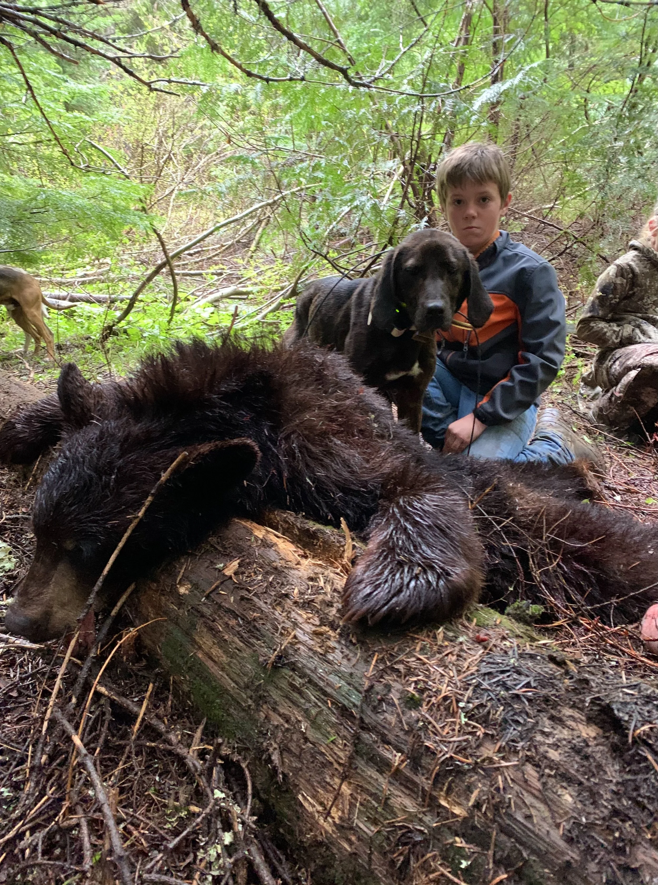 A young boy and two dogs, one black and one tan, in a forest with ducks visible in the background. The boy is kneeling behind a large, dead, brown bear lying on a mossy log.