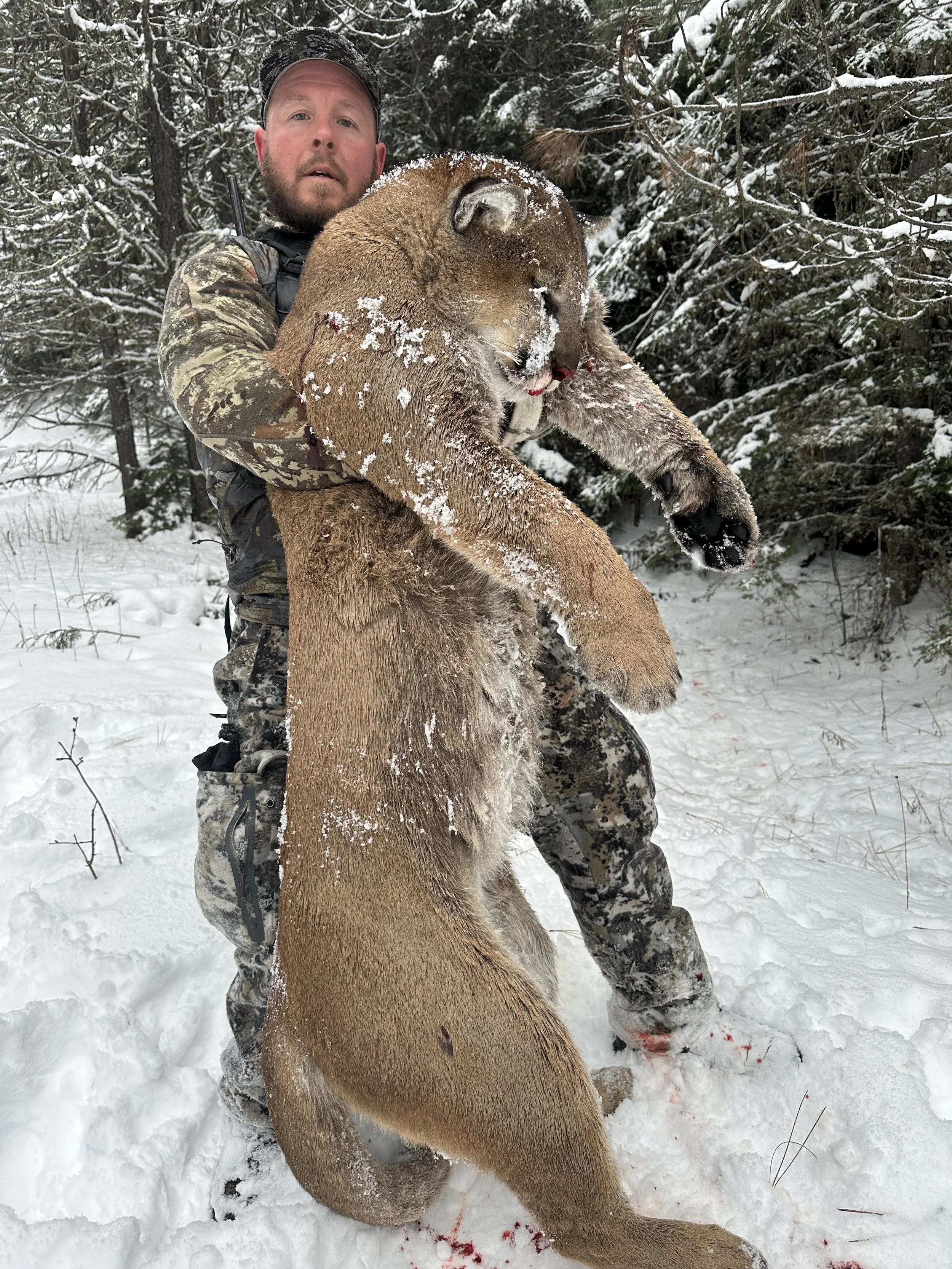 A man in camouflage clothing holding a dead mountain lion in a snowy forest.