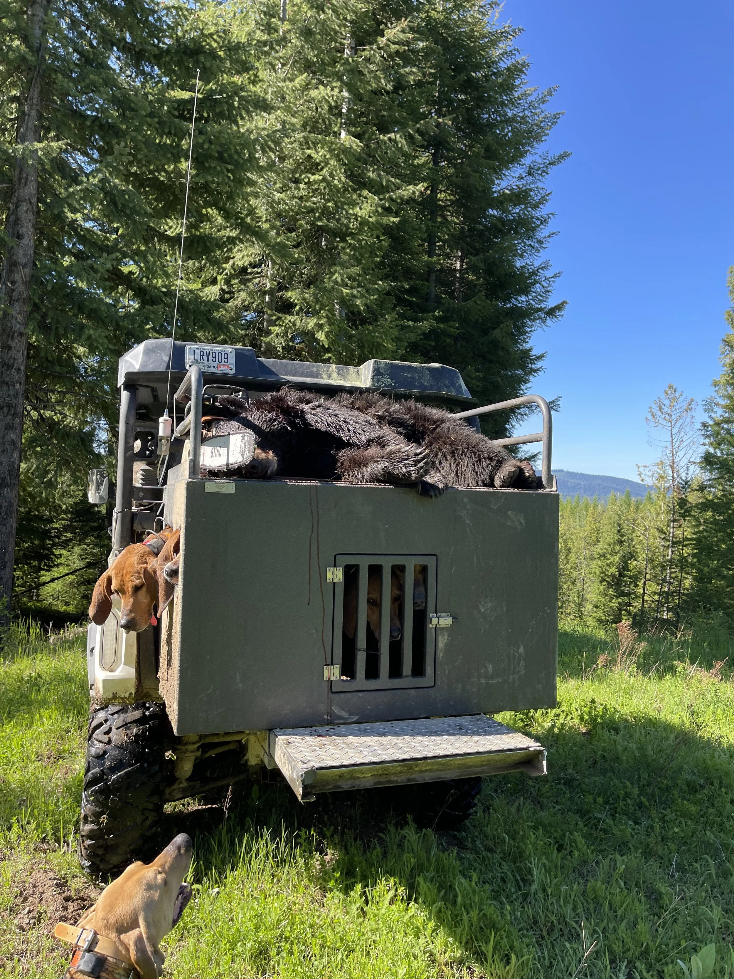 A scenic outdoor setting with a forest of tall trees under a blue sky. In the foreground, a rugged off-road vehicle with a dog crate attached contains three dogs, one lounging on top, one peeking through the bars of the crate, and another at the bott