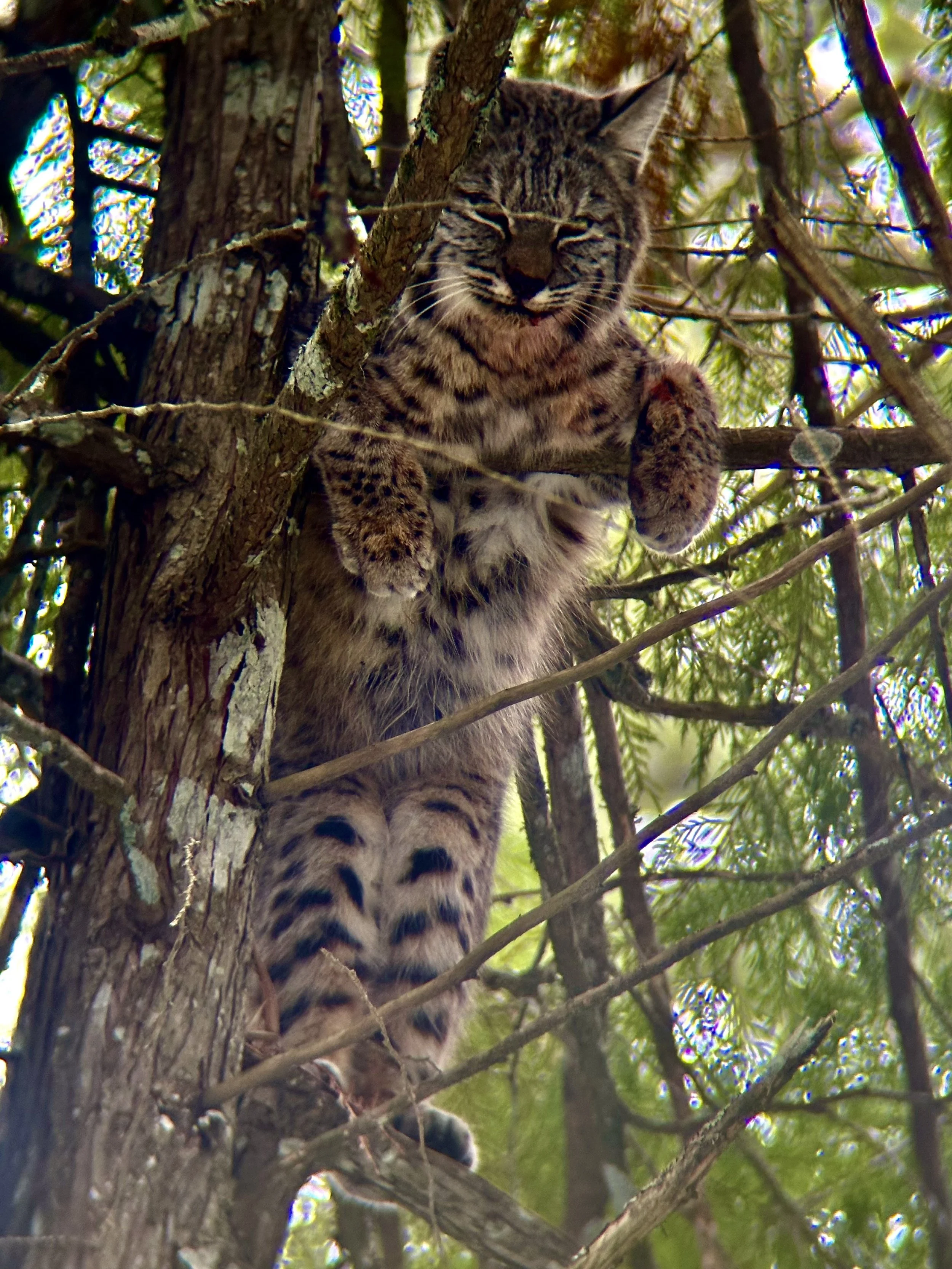 A young bobcat perched on a tree branch, smiling with eyes closed, surrounded by green foliage.