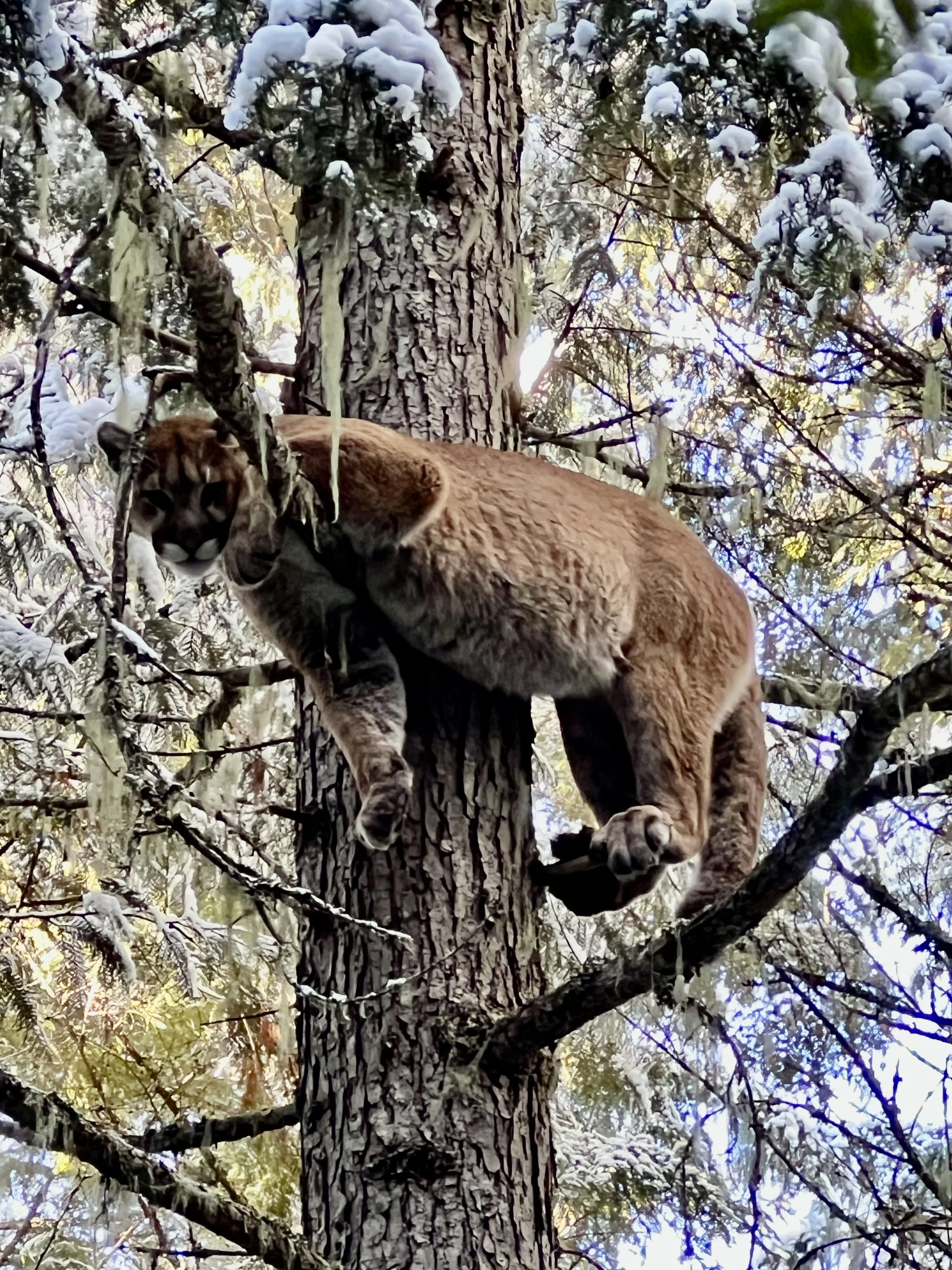 A cougar climbing a tall tree in a snowy forest.