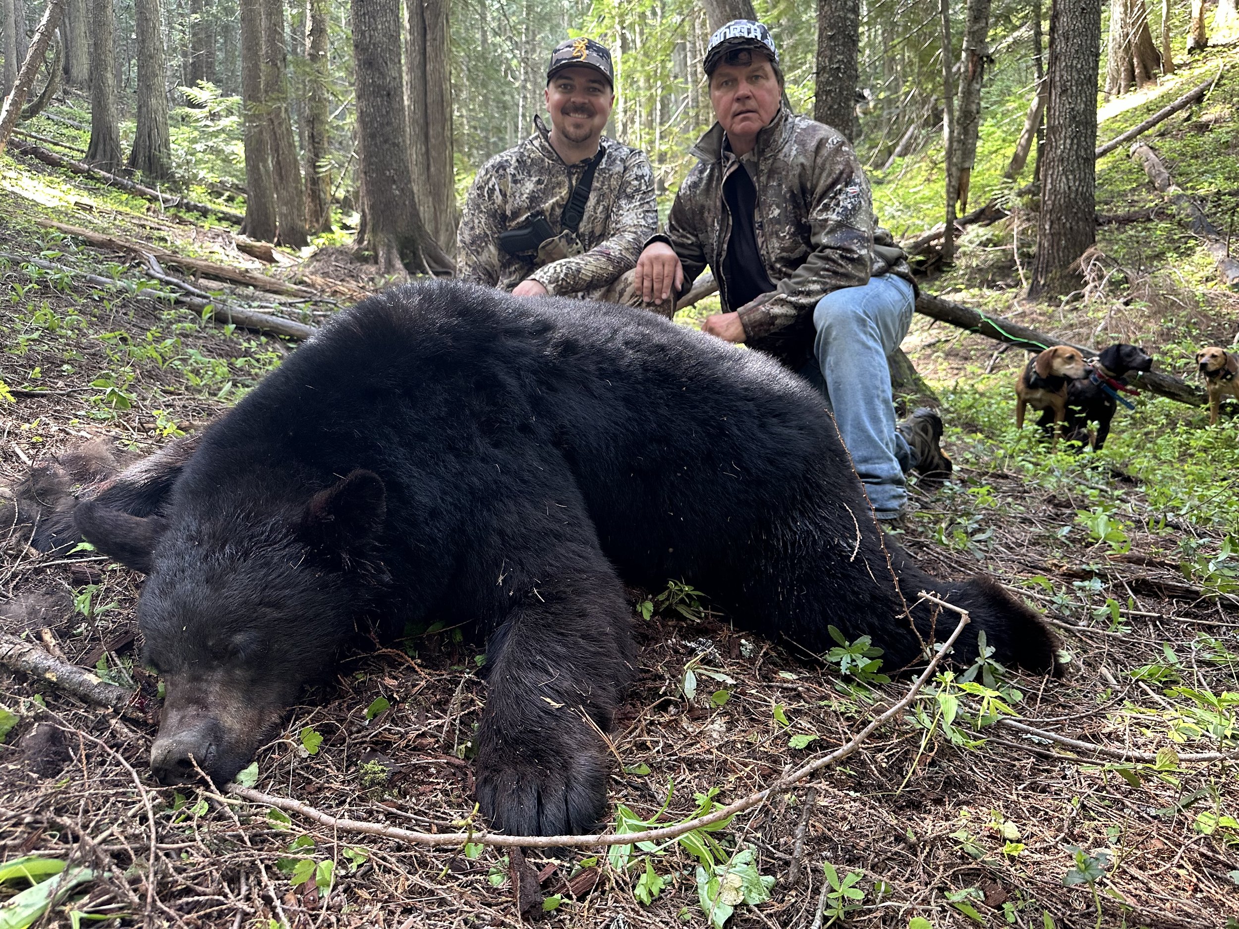 Two hunters in camouflage and outdoor clothing kneel in a forest, posing behind a large dead black bear lying on the ground. The forest is dense with tall trees and green undergrowth, with three dogs leashed and watching in the background.