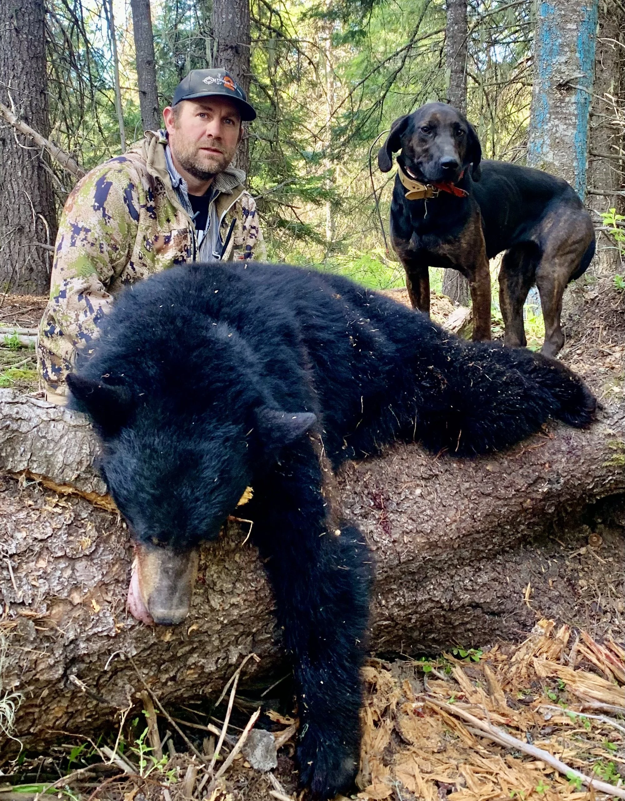 A man in camouflage jacket and cap poses with a bear carcass in a forest, accompanied by a black and brown dog standing on a fallen tree.