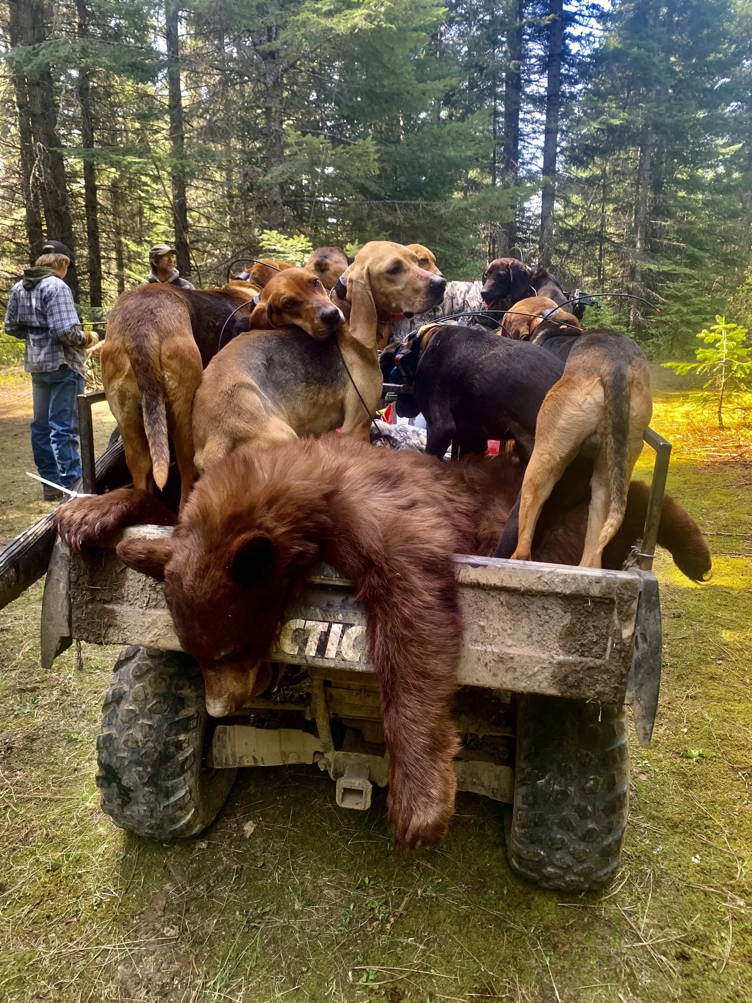 Group of dogs, primarily hound breeds, on a trailer in a forest setting with two people in the background.