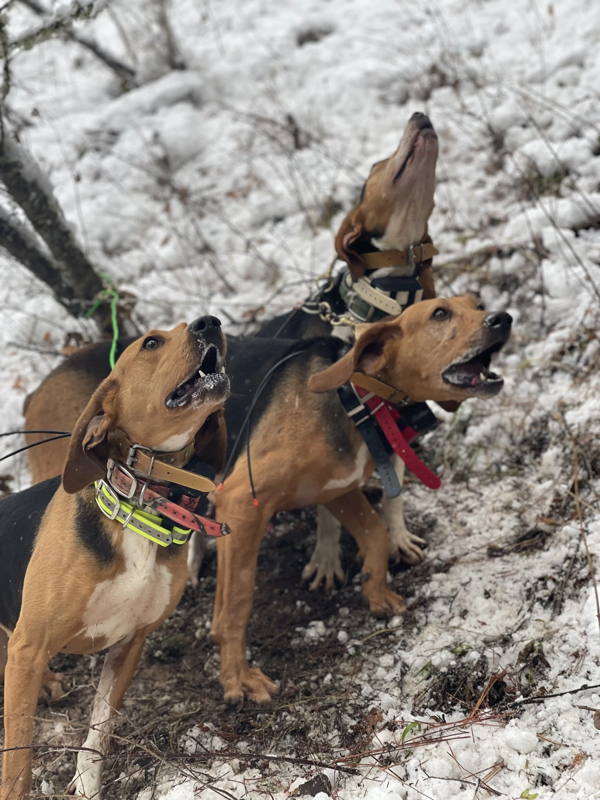 Three dogs in a snowy outdoor setting, looking upwards with tense expressions, possibly barking or alert.