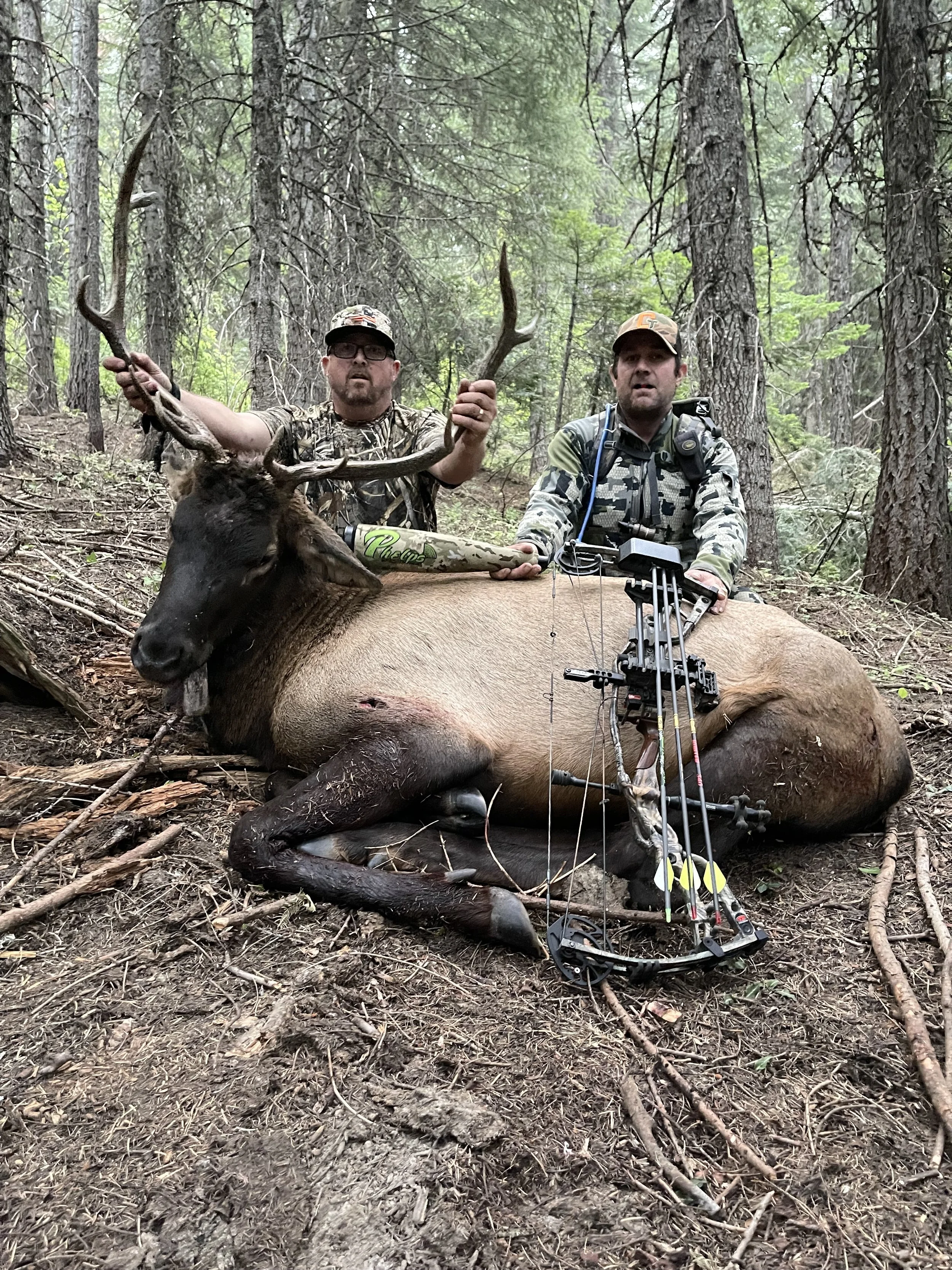 Two hunters in camouflage clothing with a bow and arrow pose with a large, freshly killed elk in a forested area, holding its antlers.