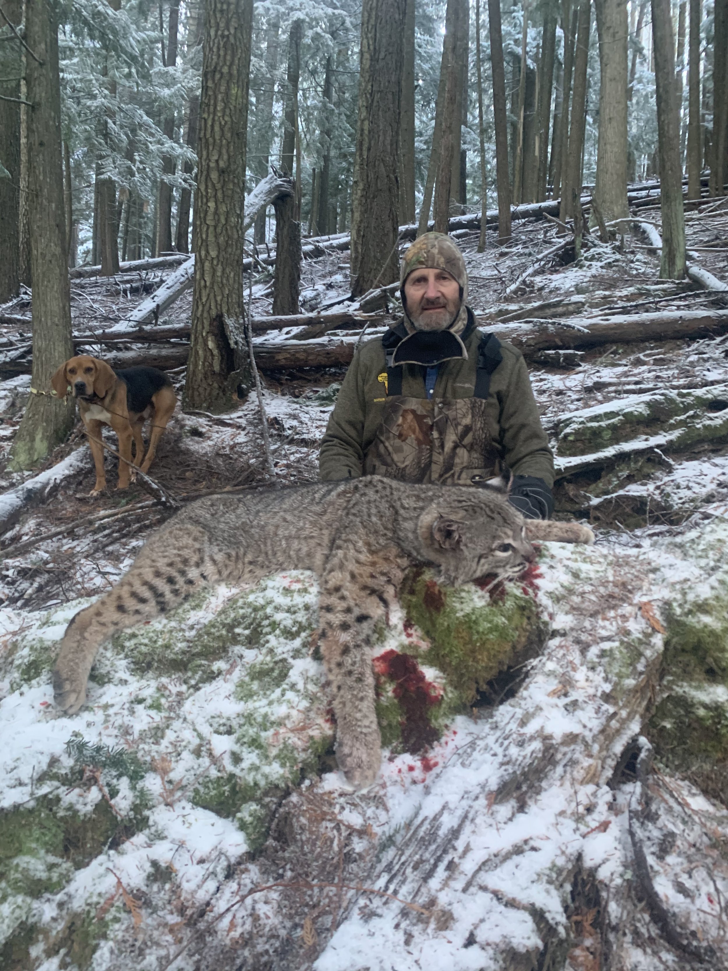 A man in camouflage clothing and a beanie hat kneeling in a snow-covered forest with a caught bobcat on a mossy log in front of him. A hunting dog is standing nearby on a leash.