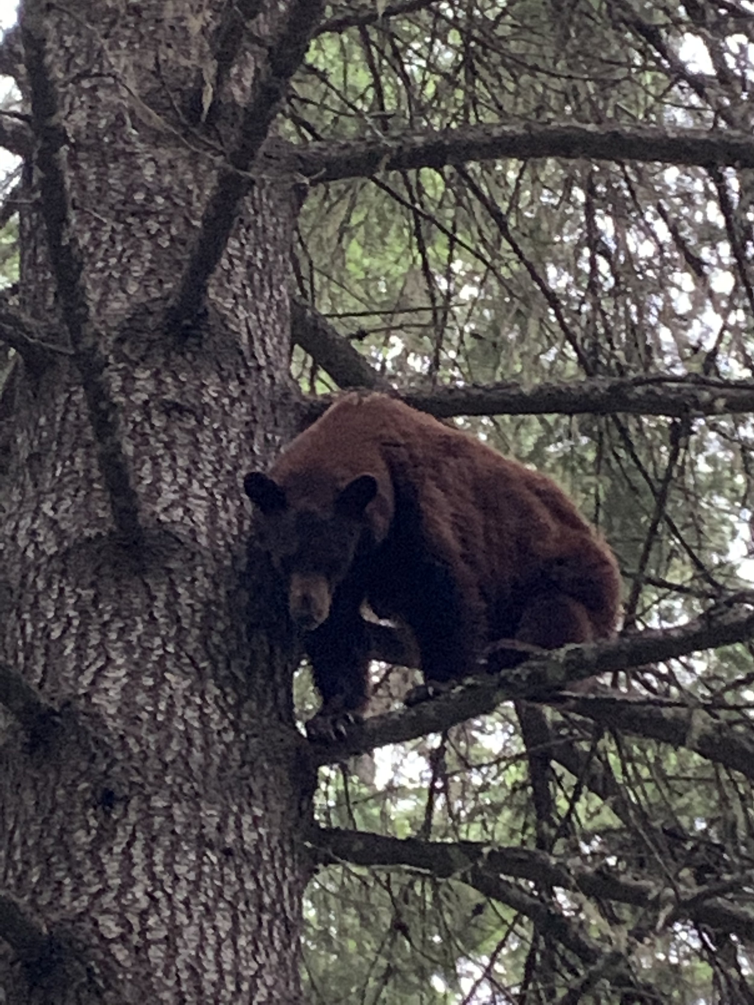 A bear climbing a tree among branches and pine leaves in a forest.