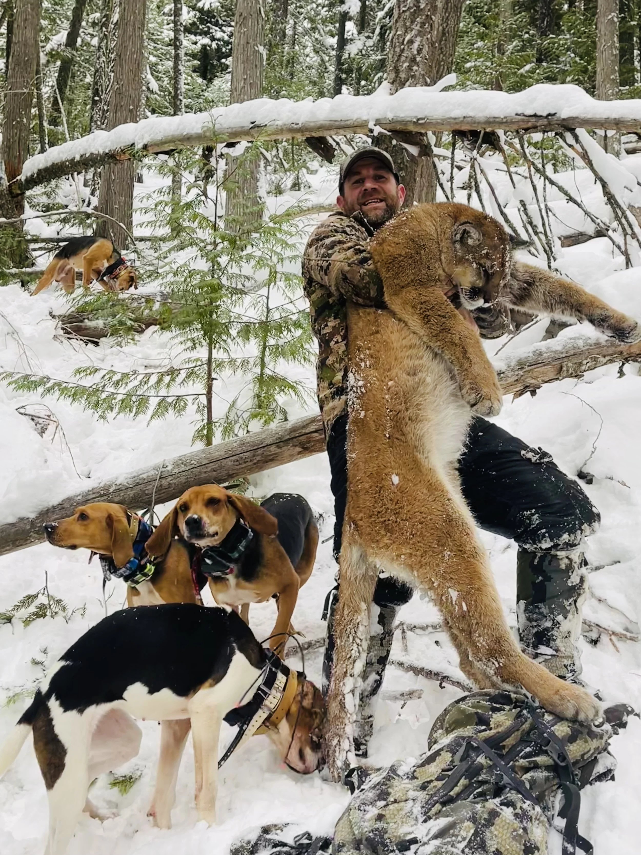 A man in camouflage clothing holds a large lion in the snow while a pack of dogs surrounds him. The scene is set in a snowy forest with trees and fallen logs.