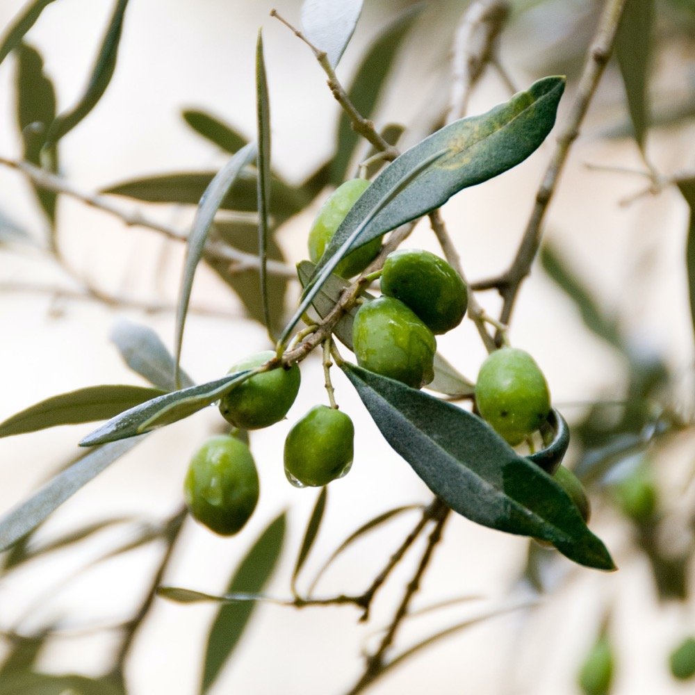 olives.jpg