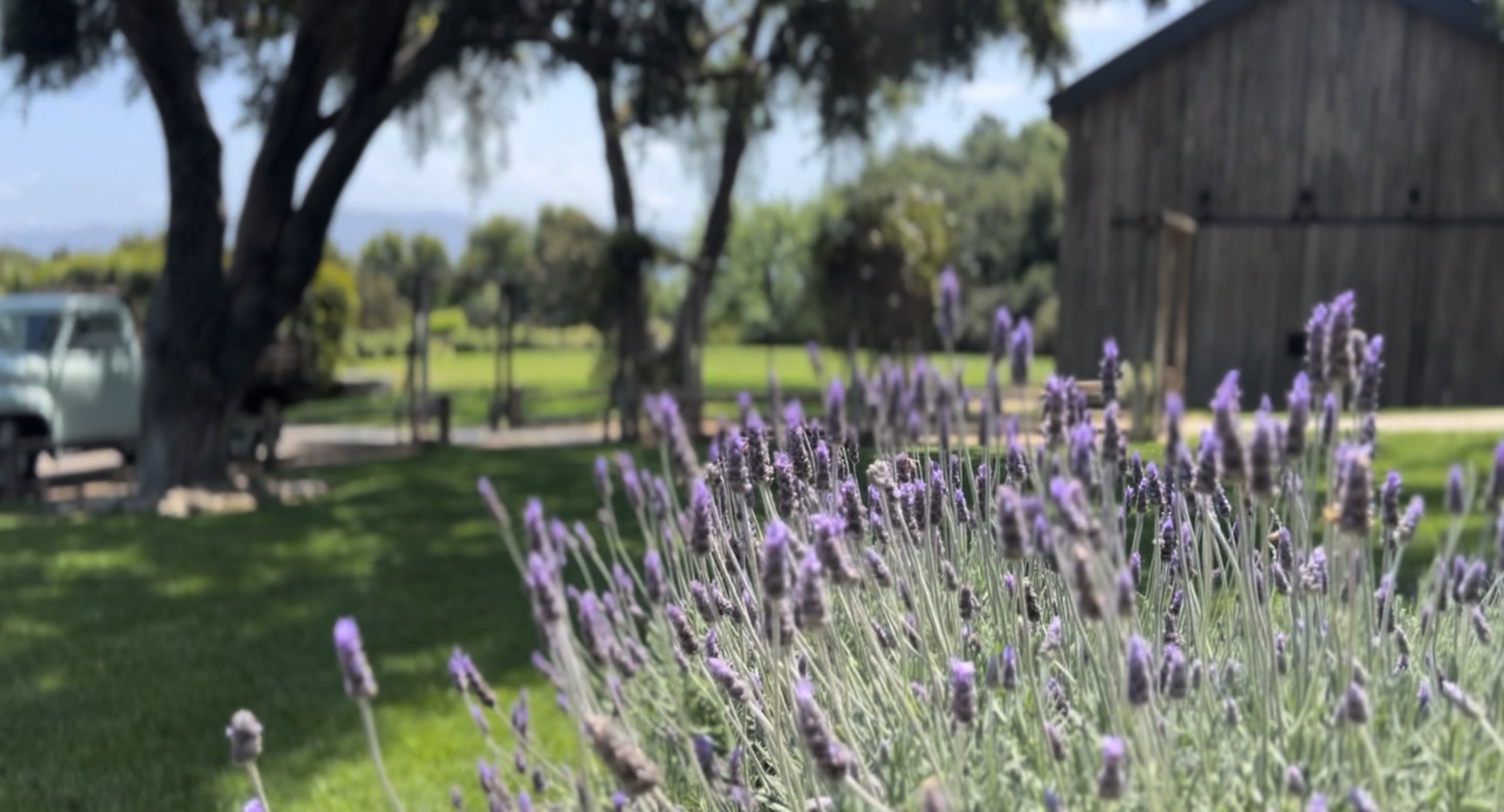 27Vines_lavender.jpeg