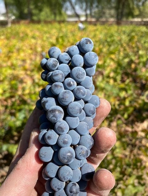 27Vines_Wine_02.jpeg