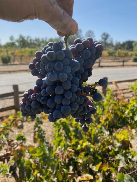 27Vines_Wine_07.jpeg