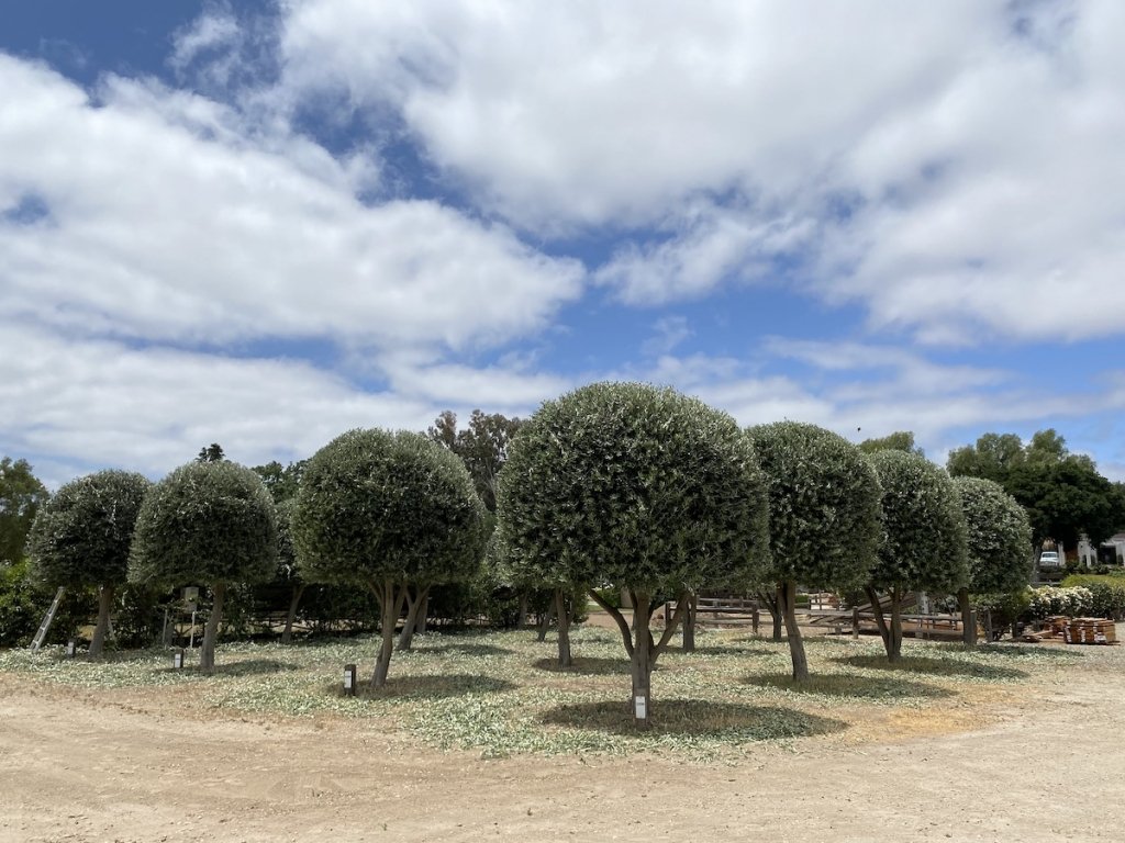 27Vines_OliveOil_02.jpeg