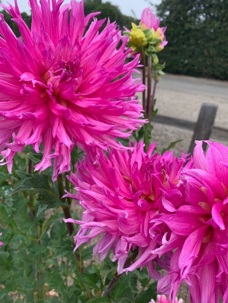 27Vines_Flowers_13.jpg