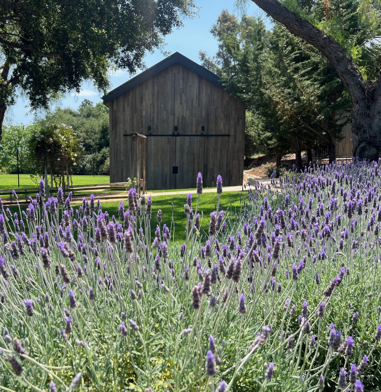 27Vines_Lavender_01.jpeg