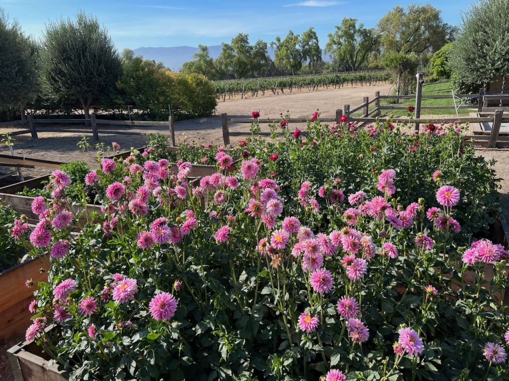 27Vines_Flowers_03.jpg
