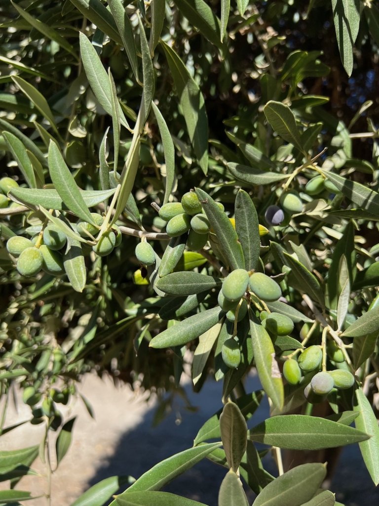 27Vines_OliveOil_03.jpeg