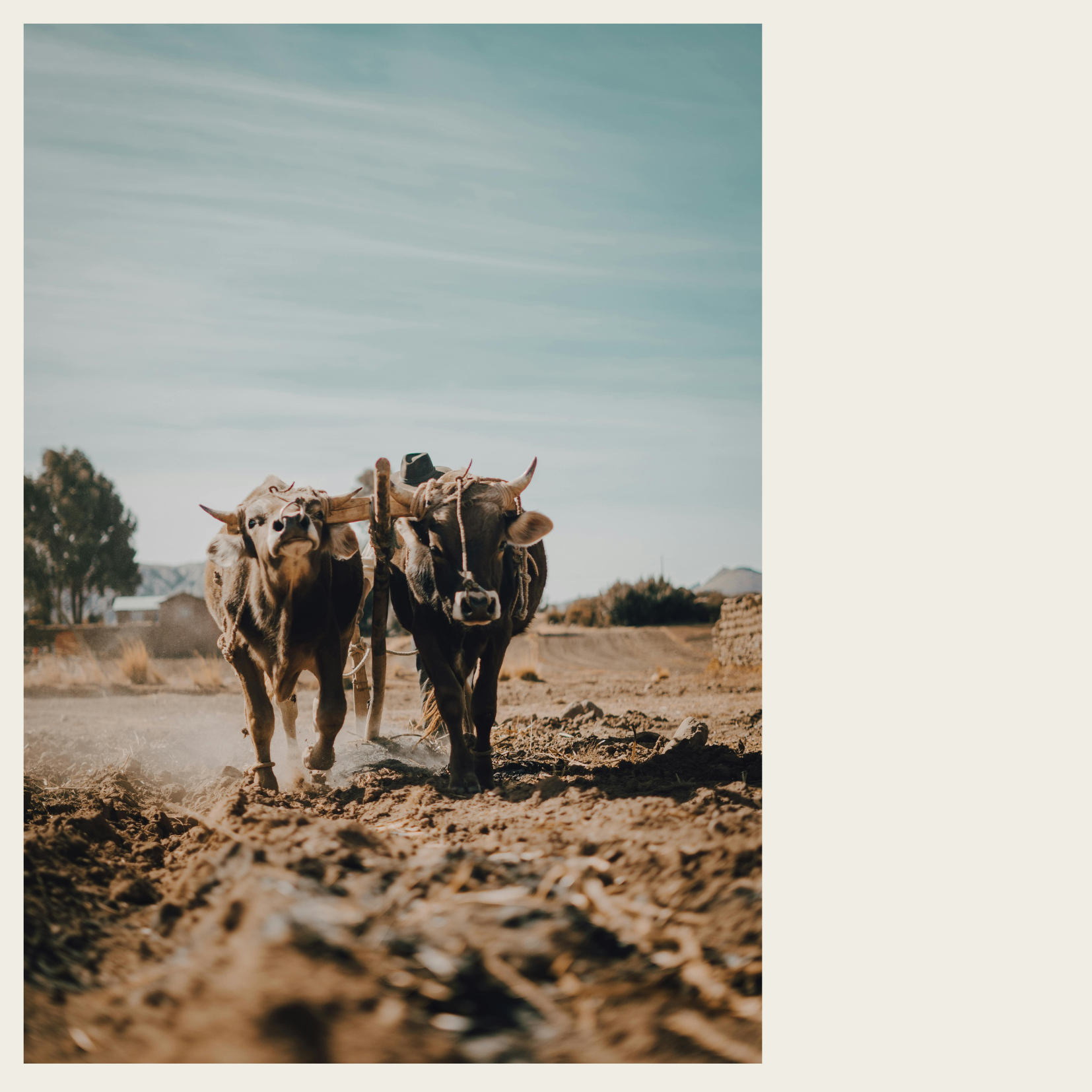 A Yoke for Two