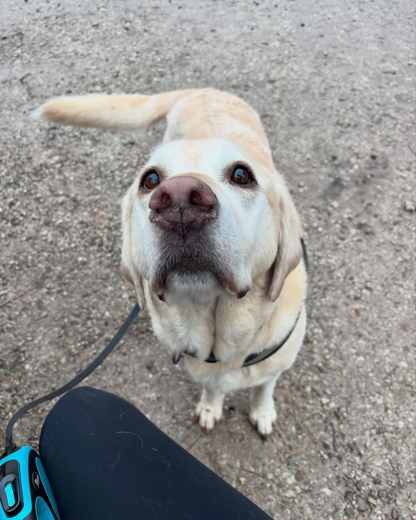 Secure attachment, but make it fluffy🐶