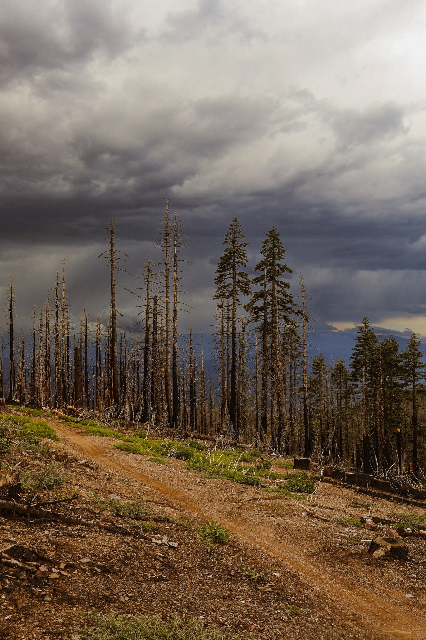 Hug a Trail&hellip;It&rsquo;s National Trails Day! We love this day that&rsquo;s all about what we&rsquo;re all about: forest stewardship, volunteerism and environmental conservation. Get out there and recreate on your public lands today by foot or t