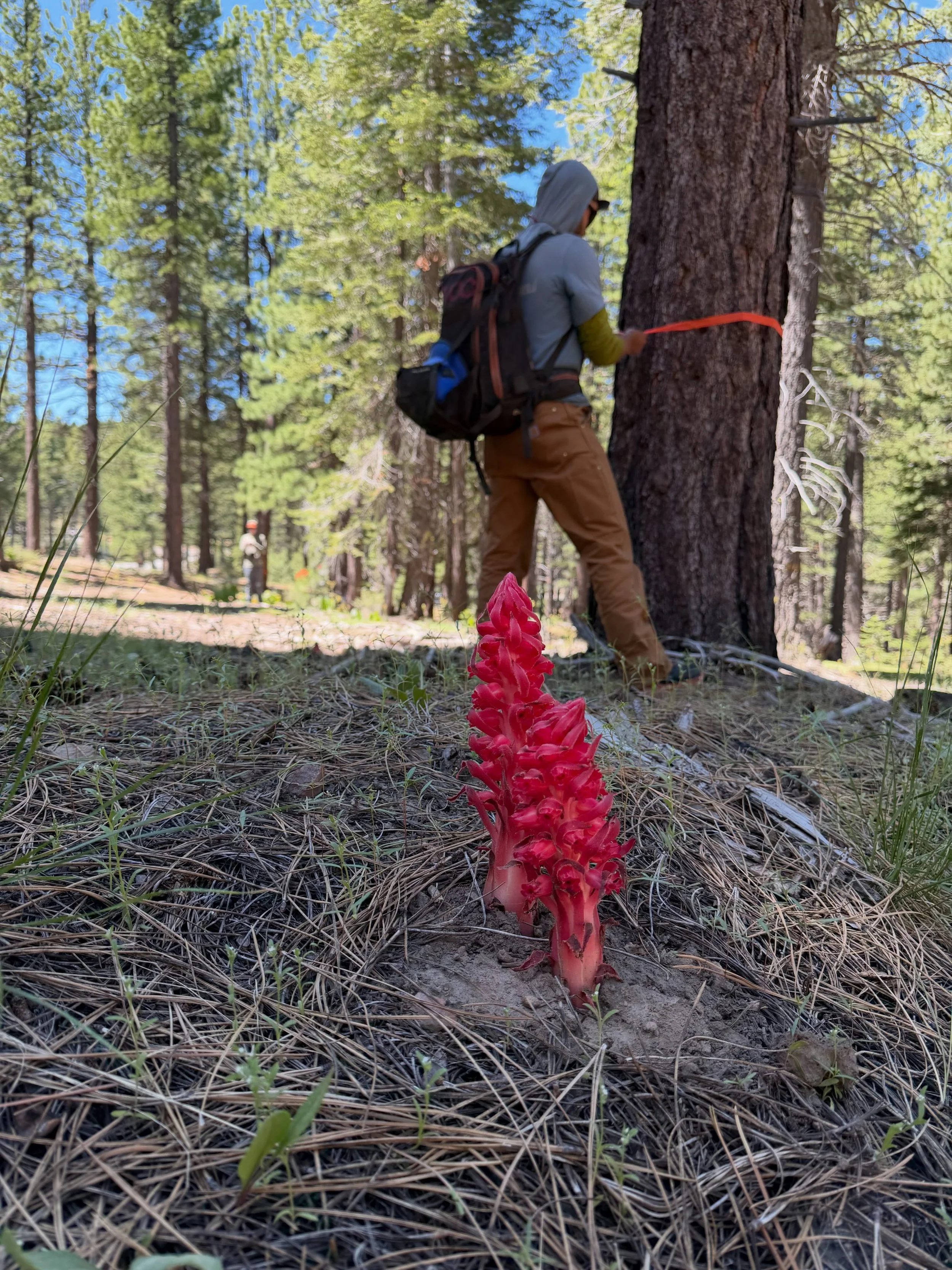 SBTS&rsquo; @jack.menard groundtruthing on the Cottonwood Connectivity &amp; Restoration Project today in the Sierra Valley with the @sfchronicle. We started route-flagging started last fall and are continuing work this trail season on the project, w
