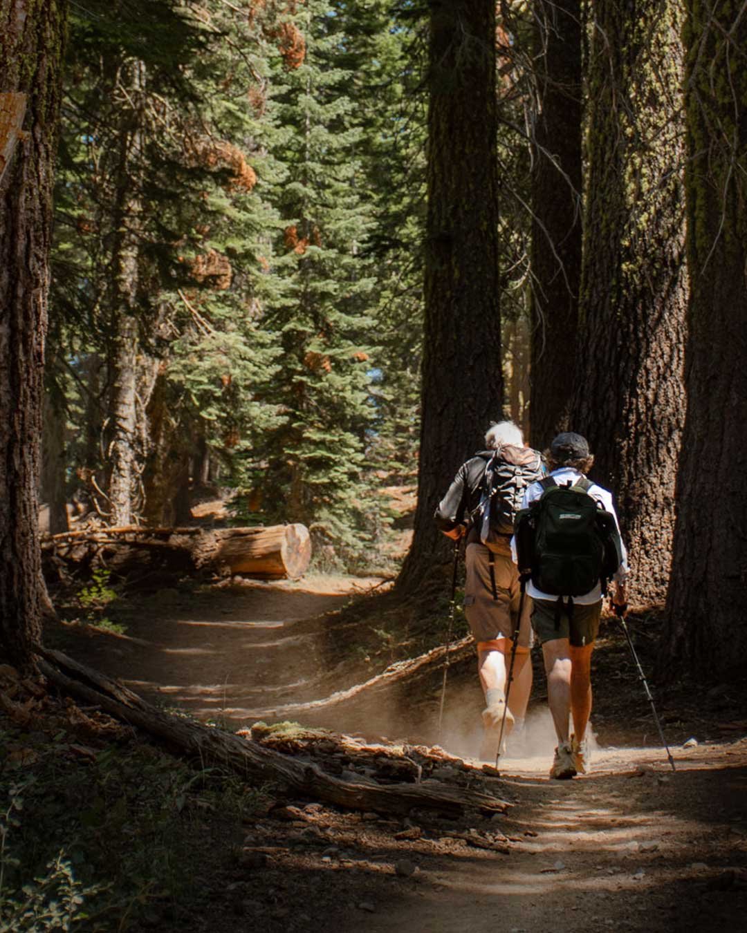 Hikers in the forest