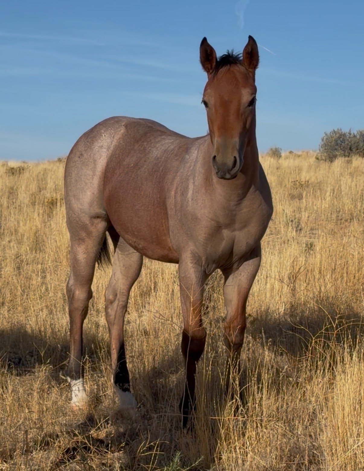 2025-bay-roan-filly.jpeg