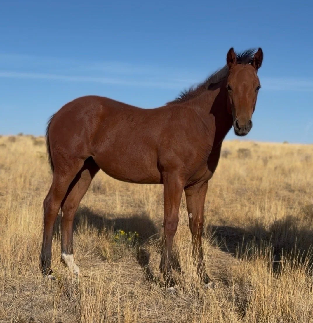 2026 Bay Filly