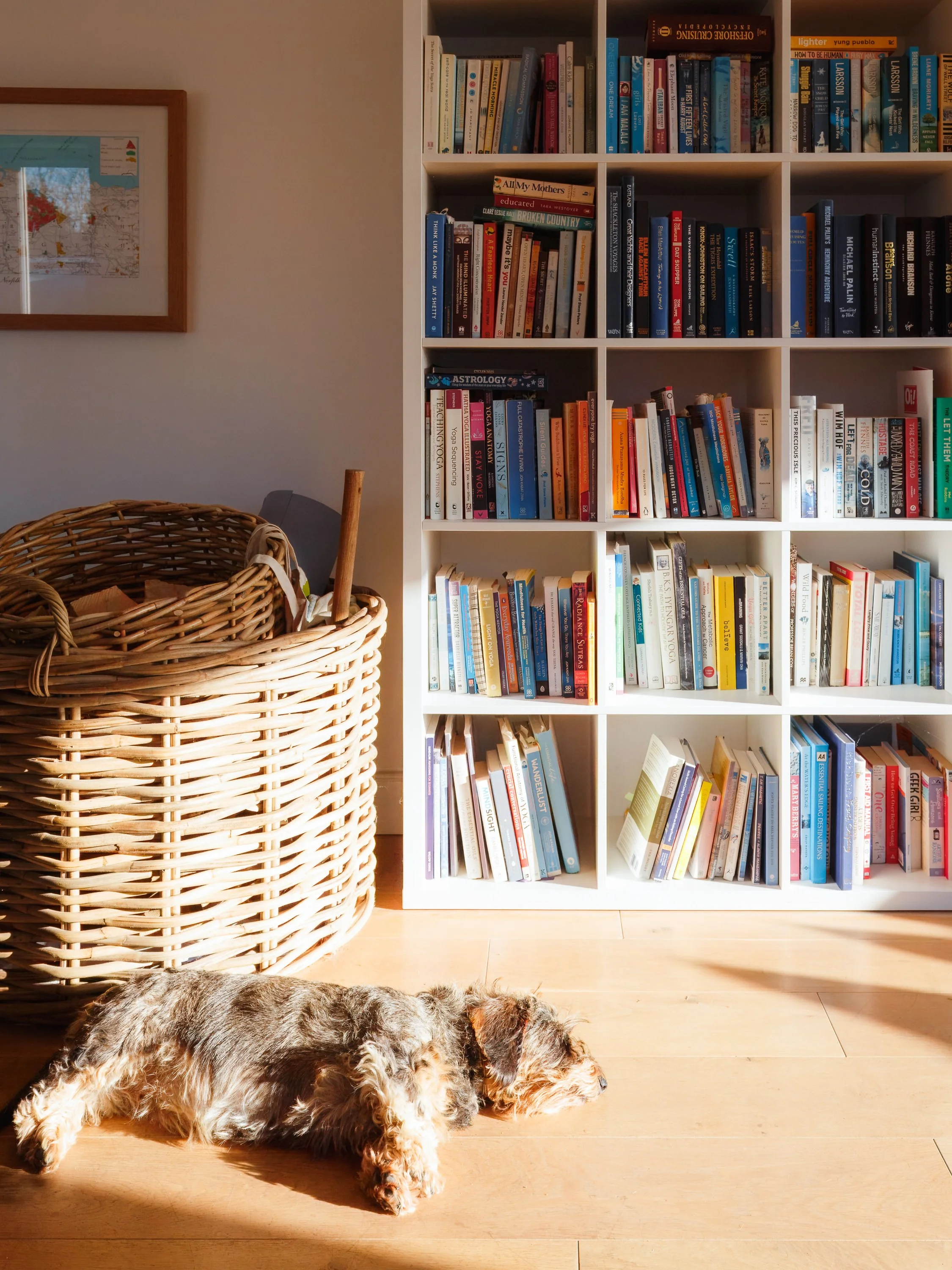 A small dog lying on a wooden floor in front of a white bookshelf filled with books. Sunlight is shining into the room, casting a shadow. There is a wicker basket next to the bookshelf and a framed map on the wall.