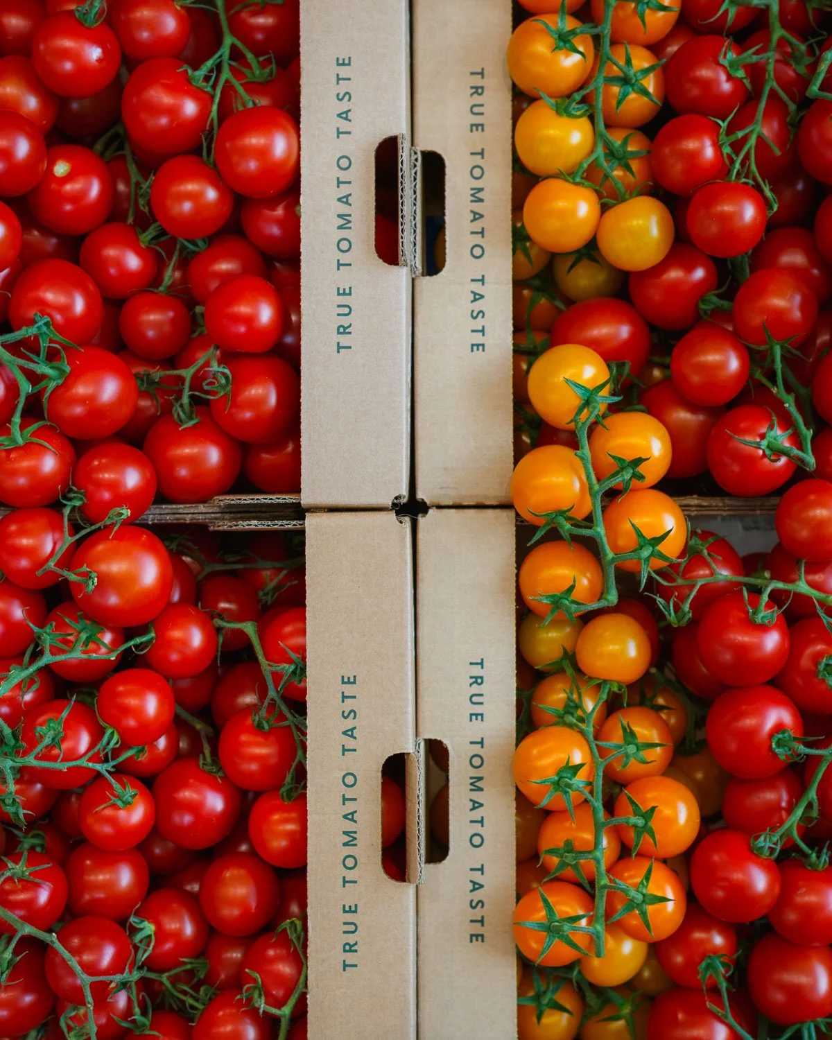 Isle of Wight Tomatoes.jpg