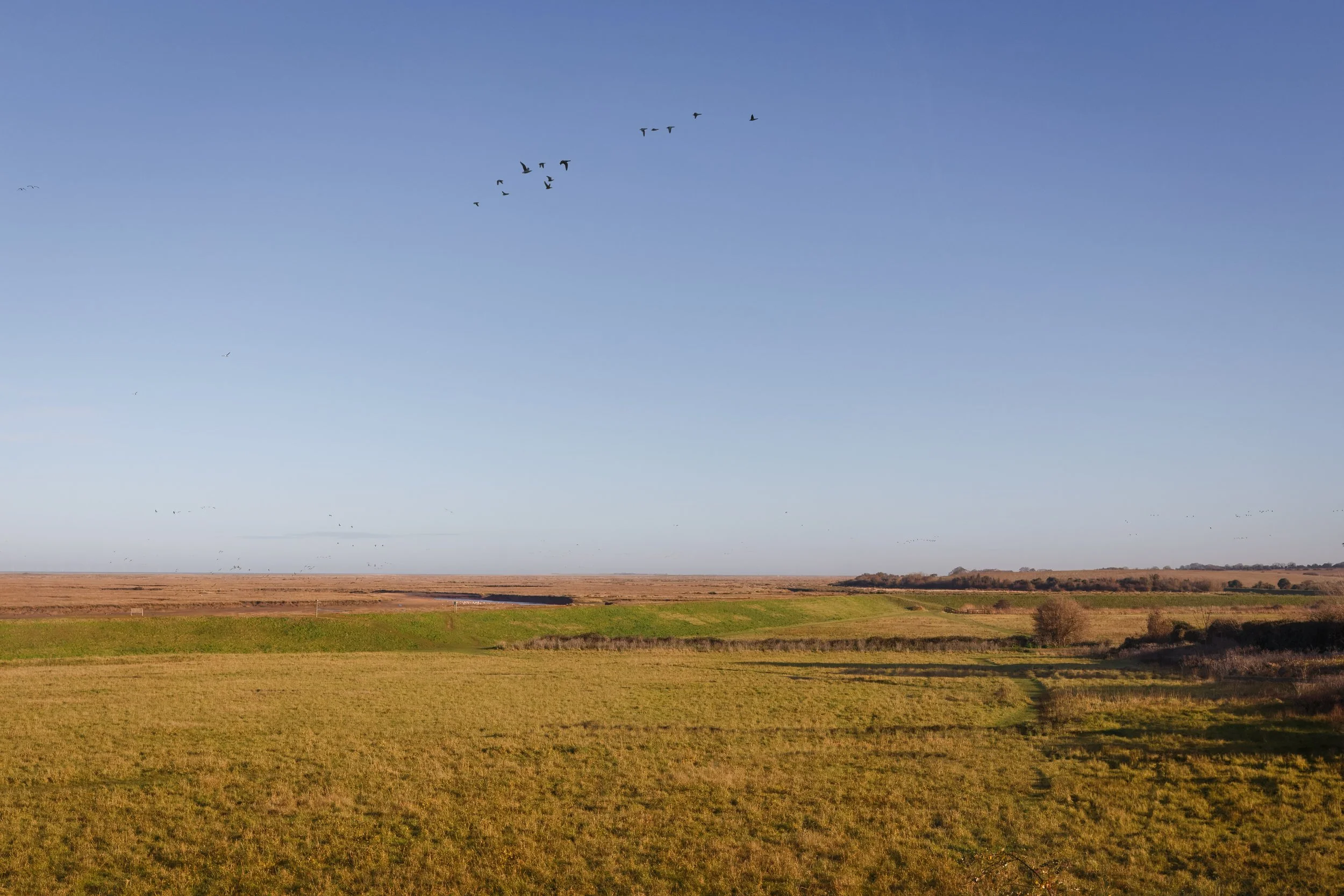Wide view of open farmland with green and brown fields under a clear blue sky, stamped by a flock of birds flying in V formation.