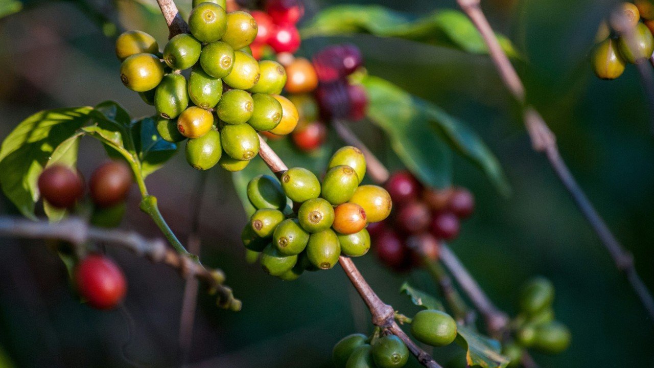 Impact on Crops: Coffee