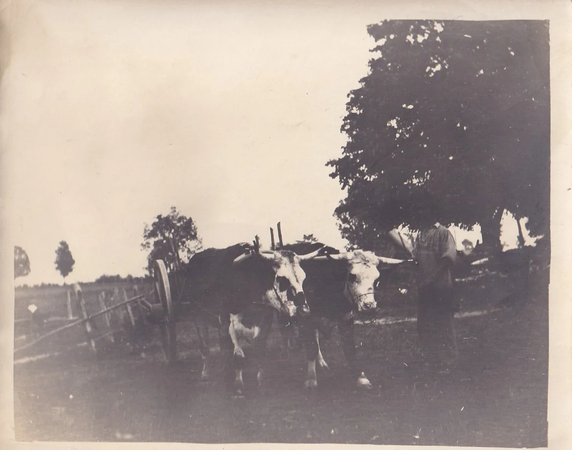 Oxen-drawn carriage