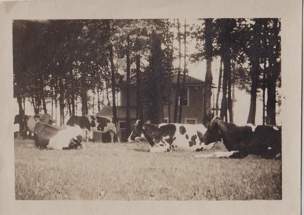 Cows @ 74 Avery Shores.jpg