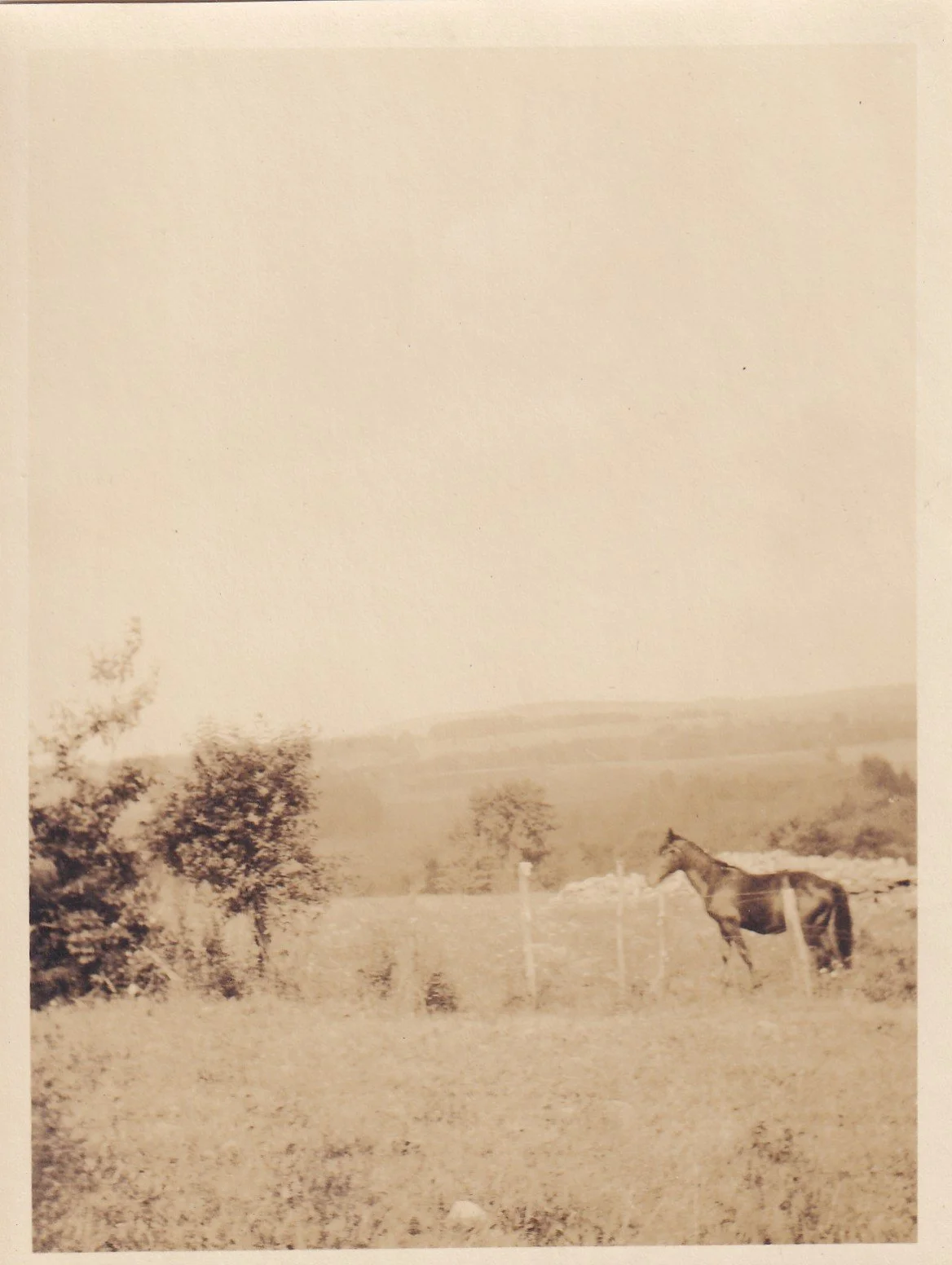 Horse in pasture