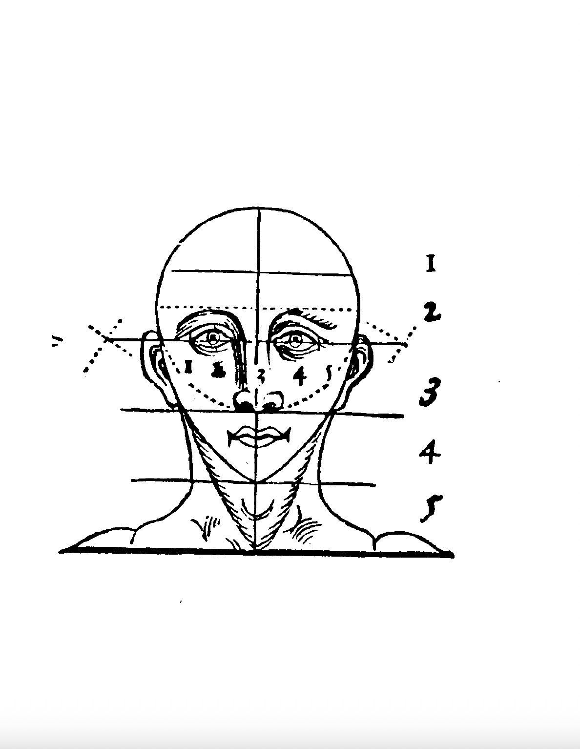 Schéma anatomique du visage humain avec numéros et lignes