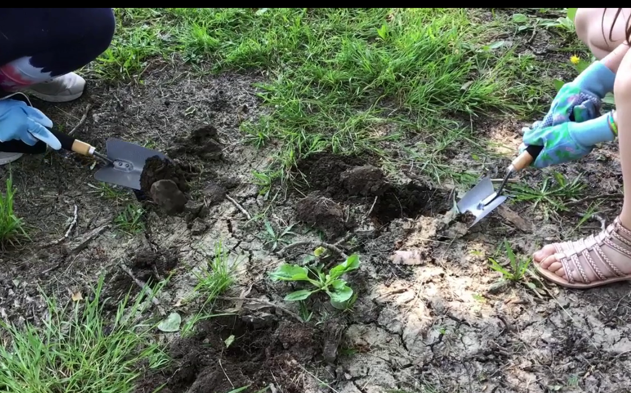 Enfants plantant une petite plante dans le sol avec des pelles.